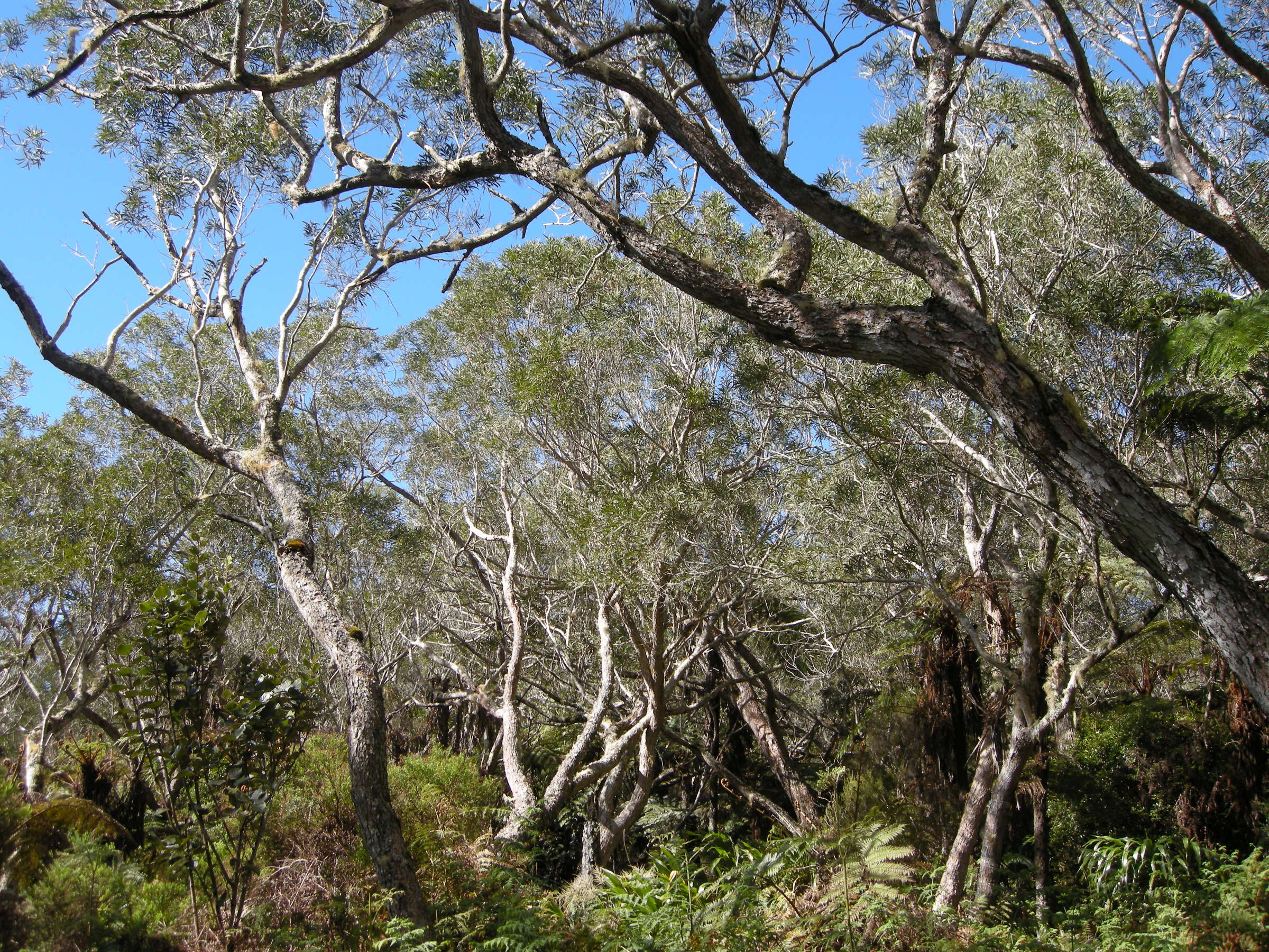 acacia_heterophylla9md