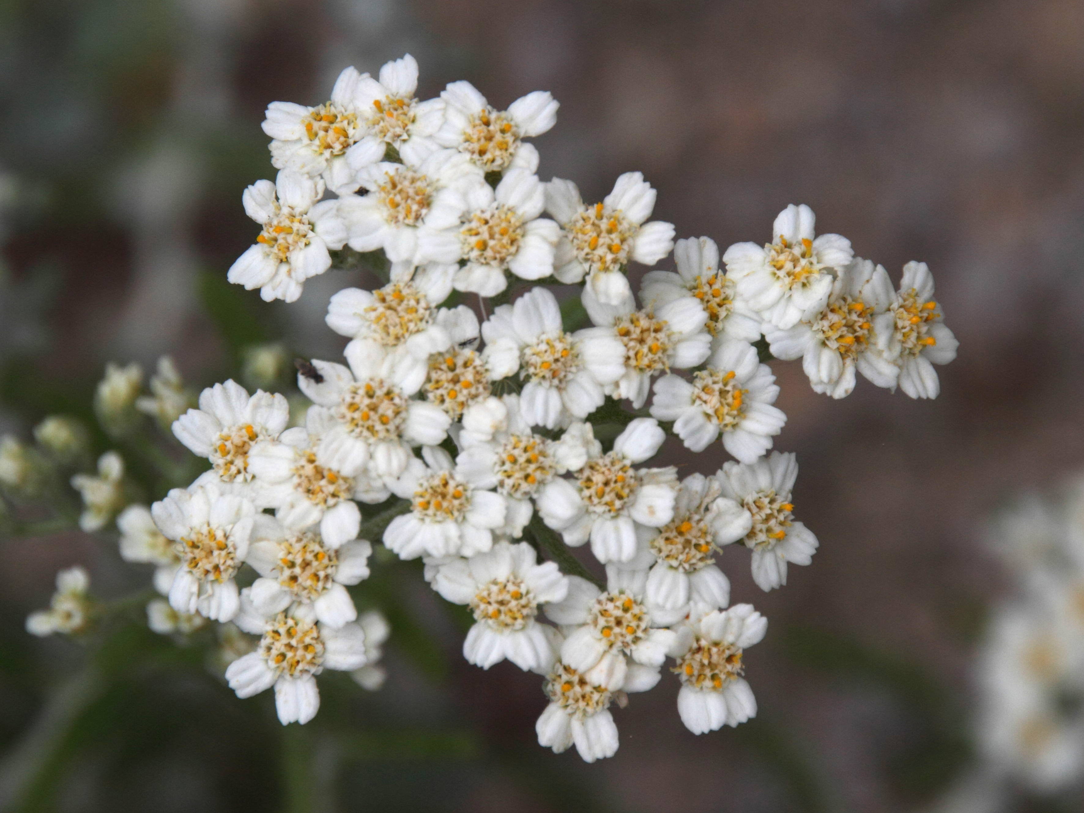 achillea_cretica1bd