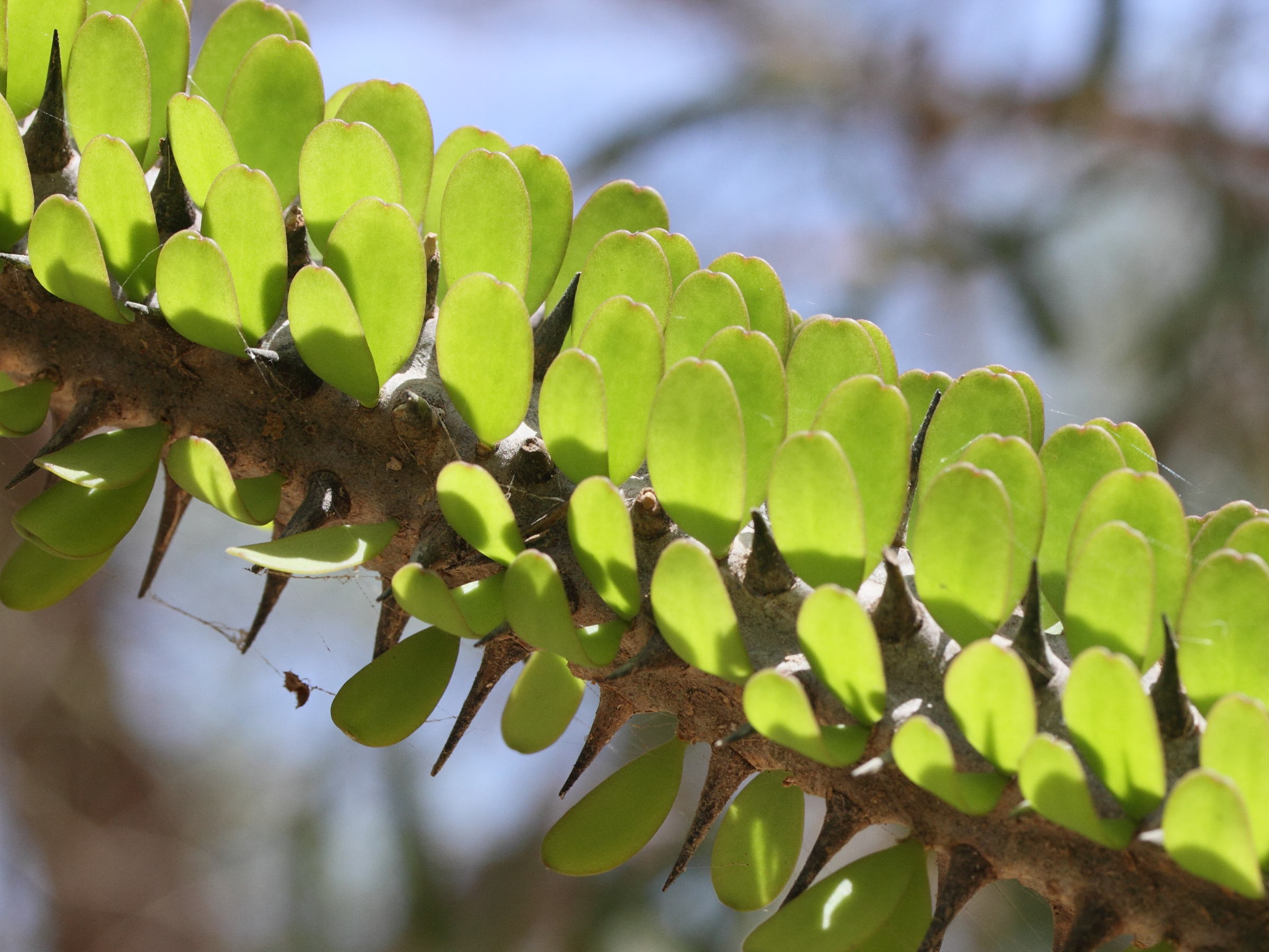 alluaudia_procera5md