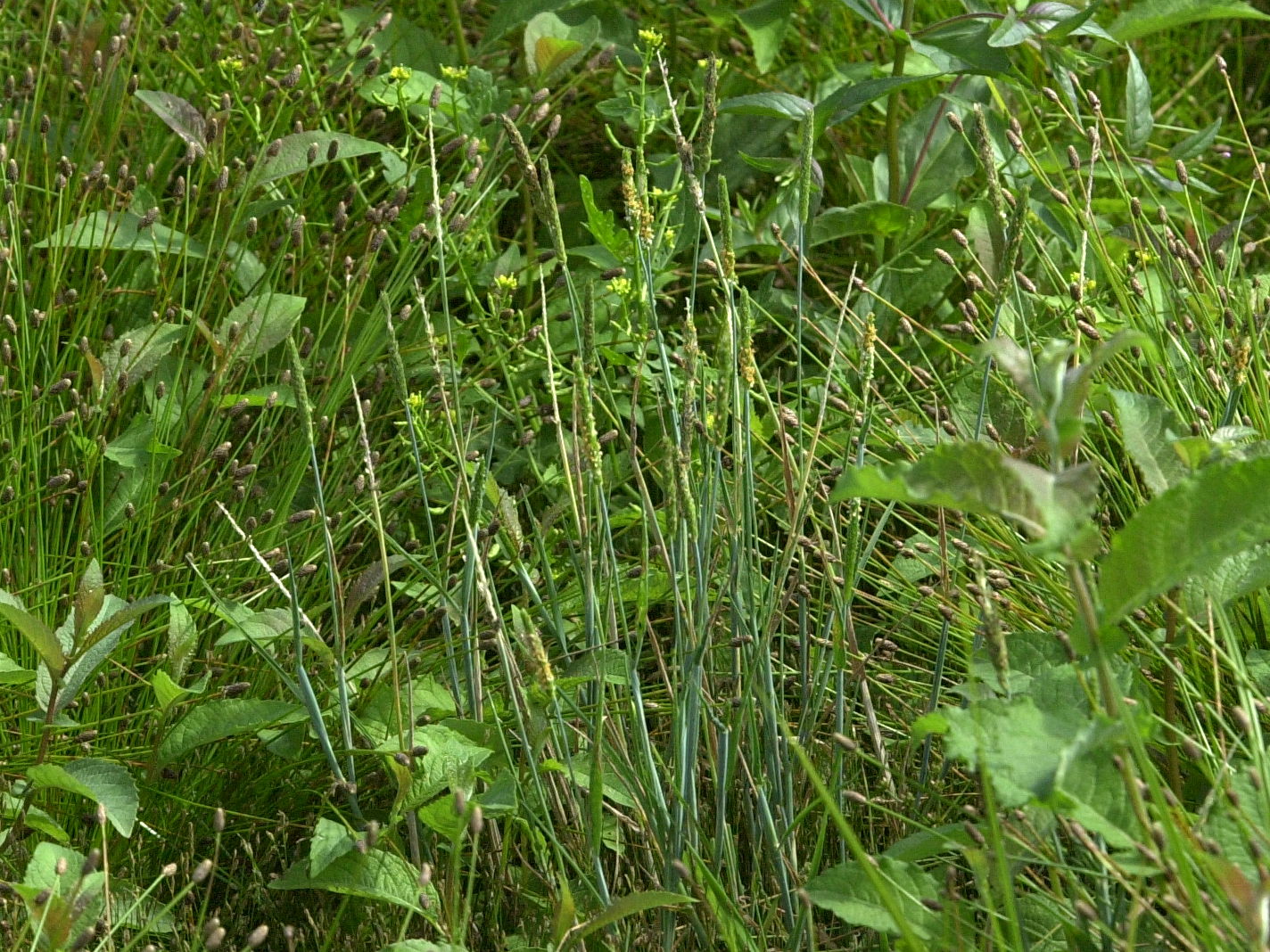 alopecurus_geniculatus2md