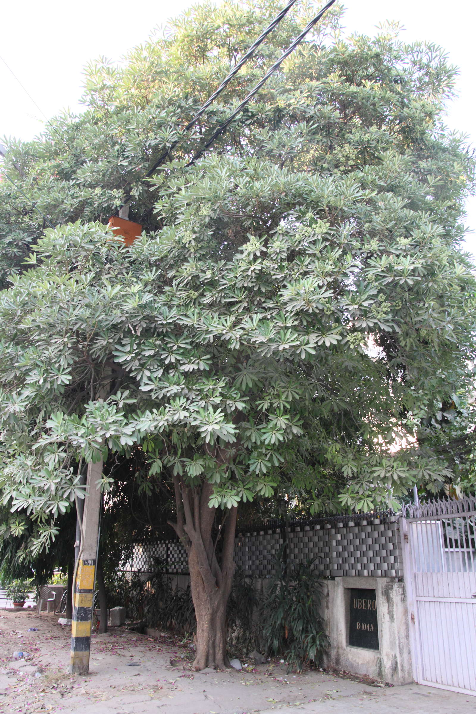 alstonia_scholaris3md