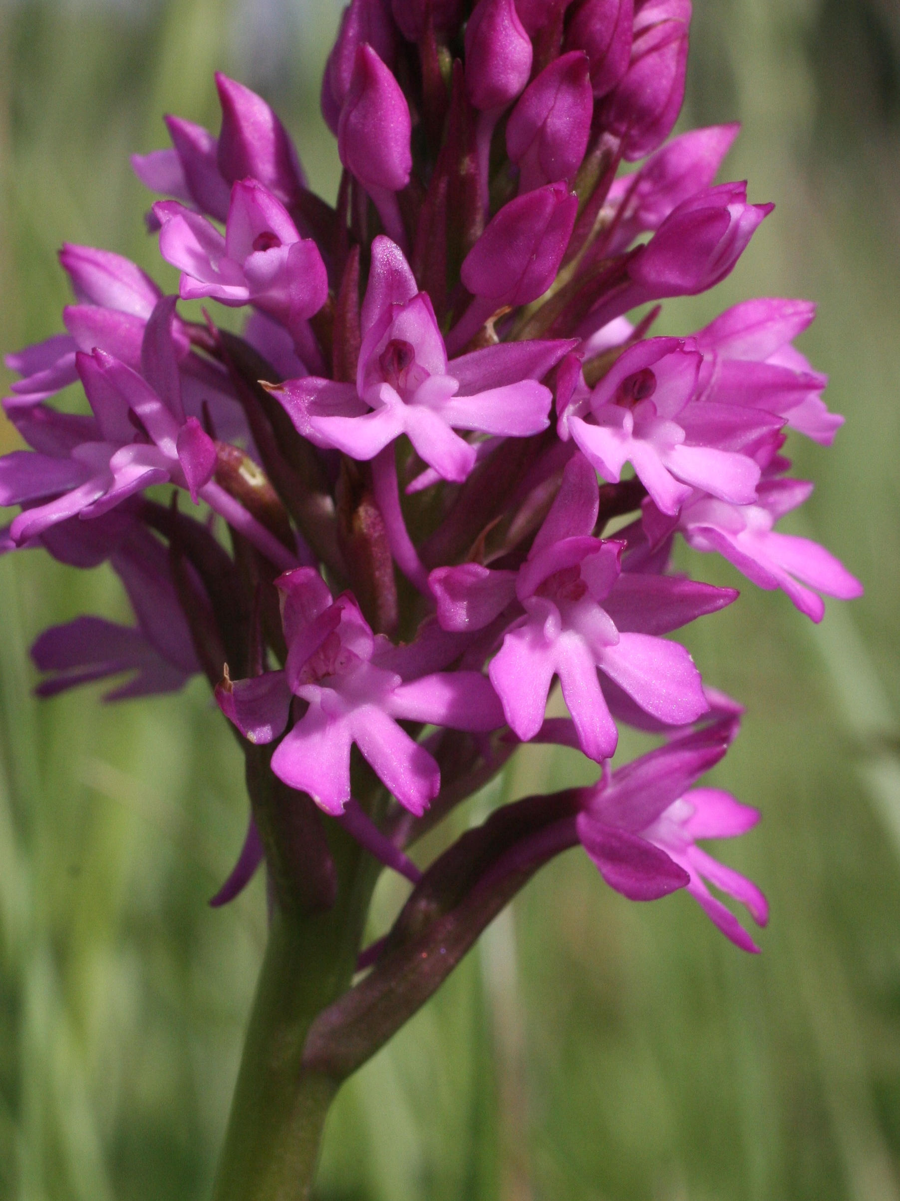 anacamptis_pyramidalis3md