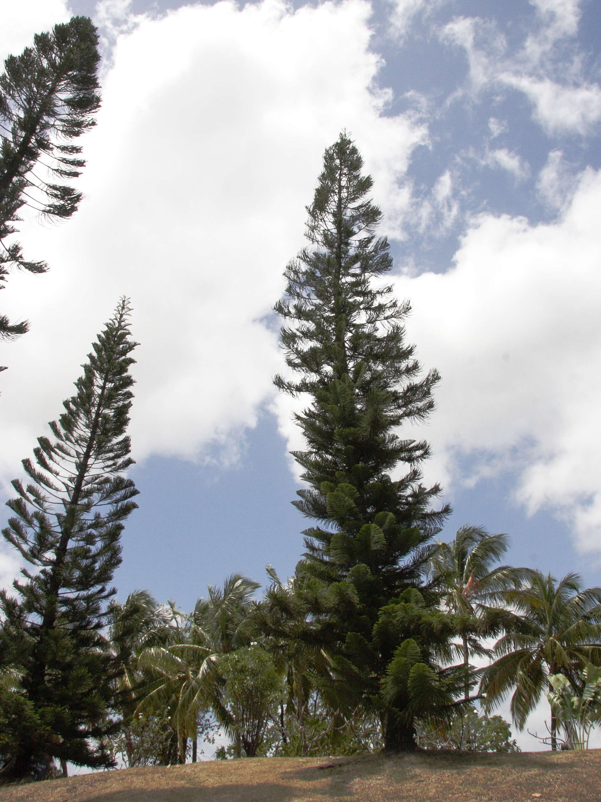 Afficher le média araucaria_heterophylla1md araucaria_heterophylla1md