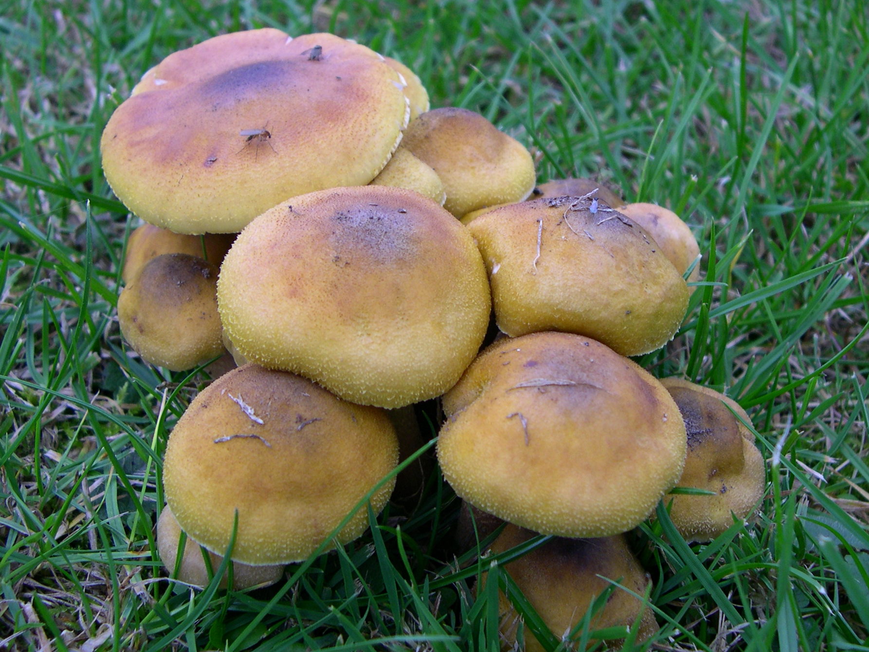 armillaria_mellea2md