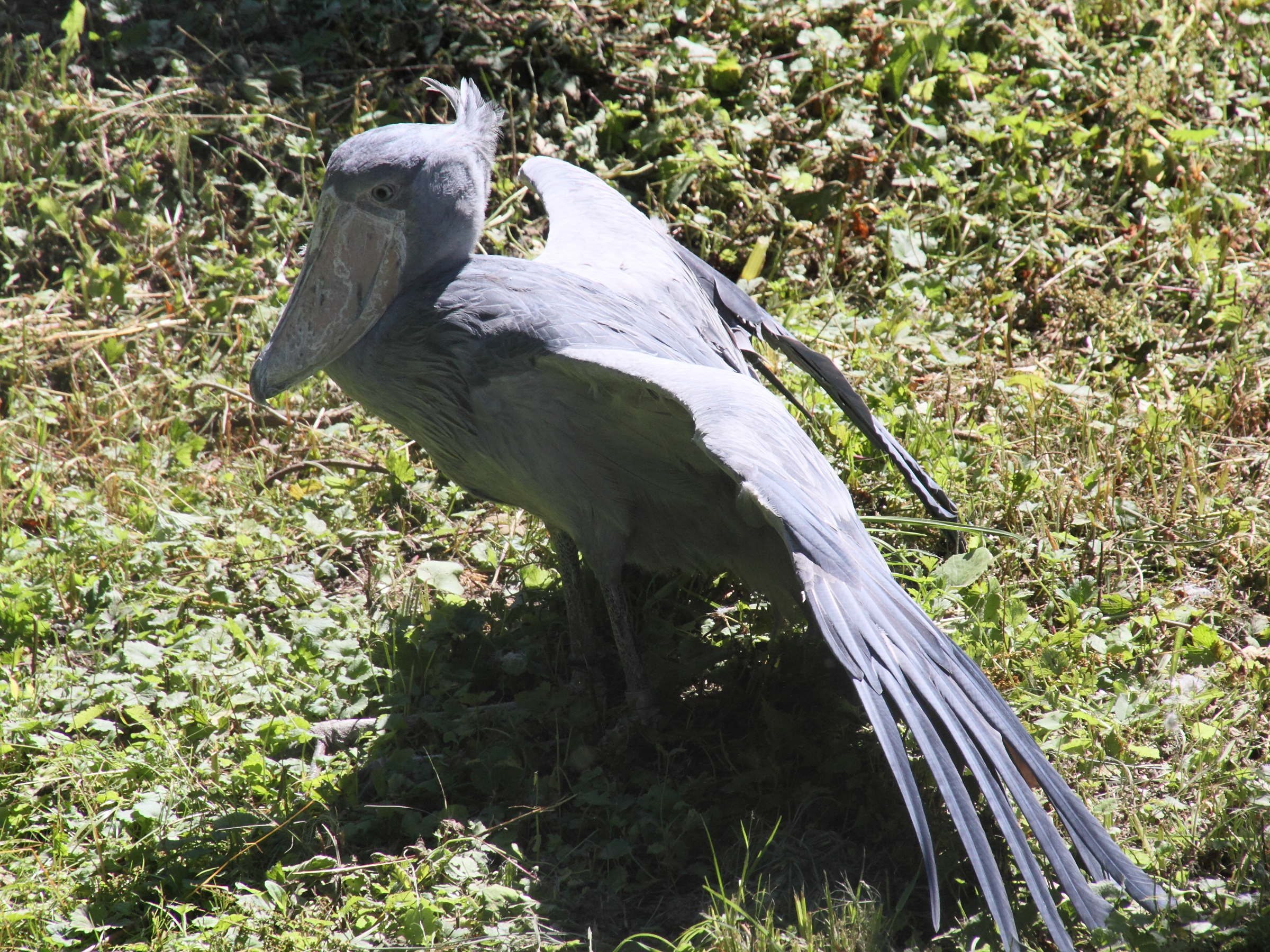 Afficher le média Balaeniceps_rex Balaeniceps_rex
