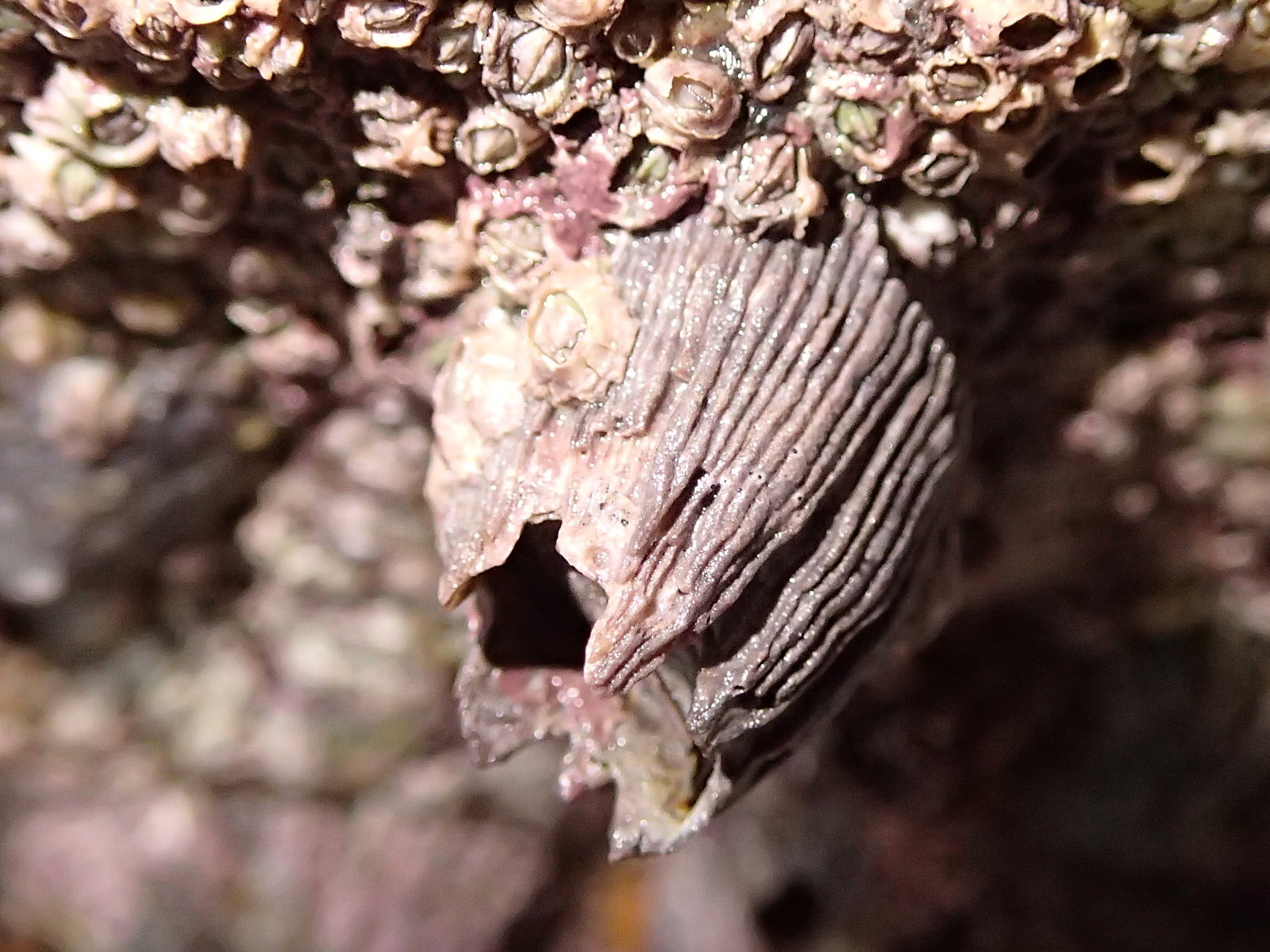 balanus_perforatus3md