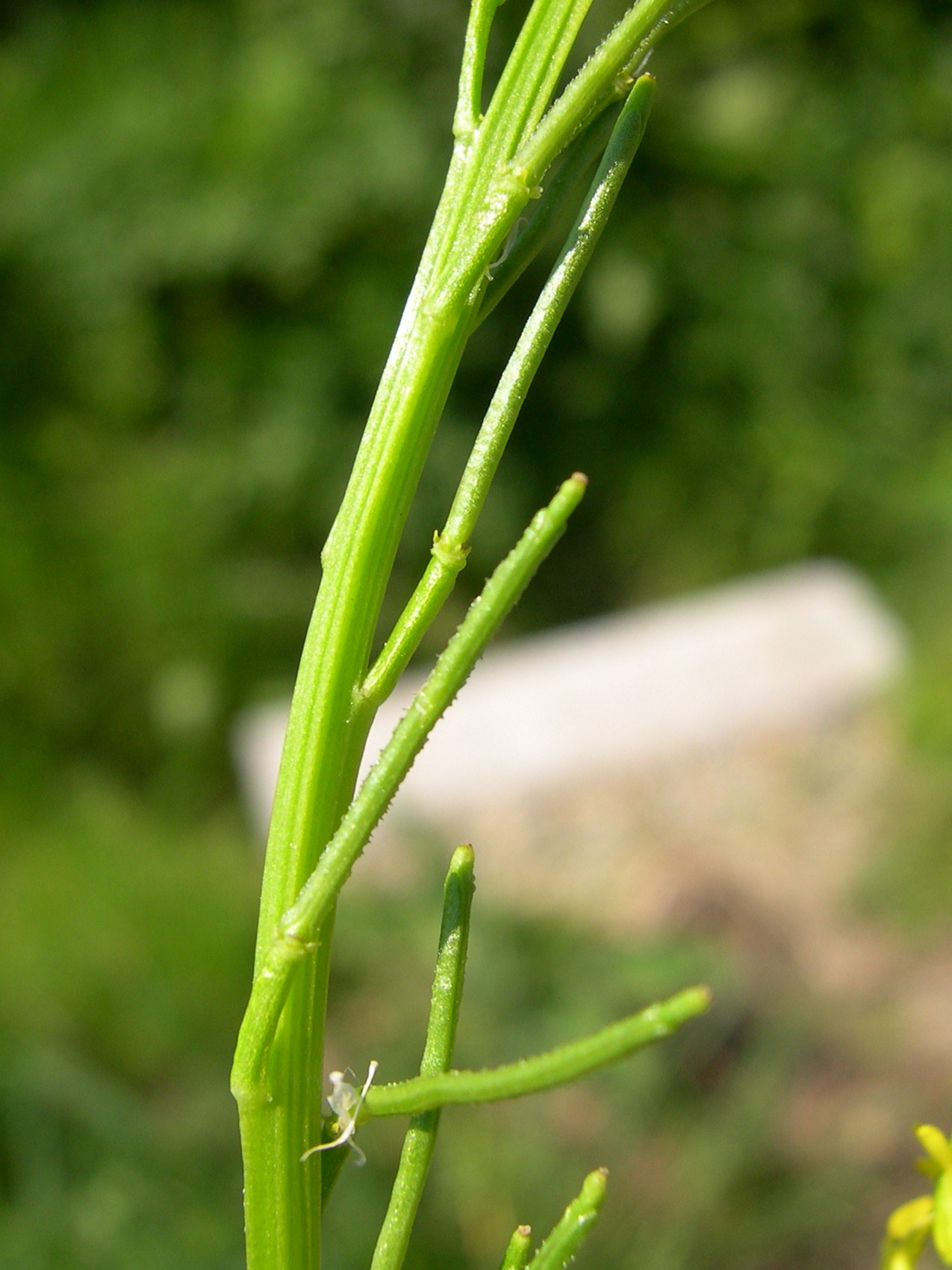 Afficher le média barbarea_vulgaris4md barbarea_vulgaris4md