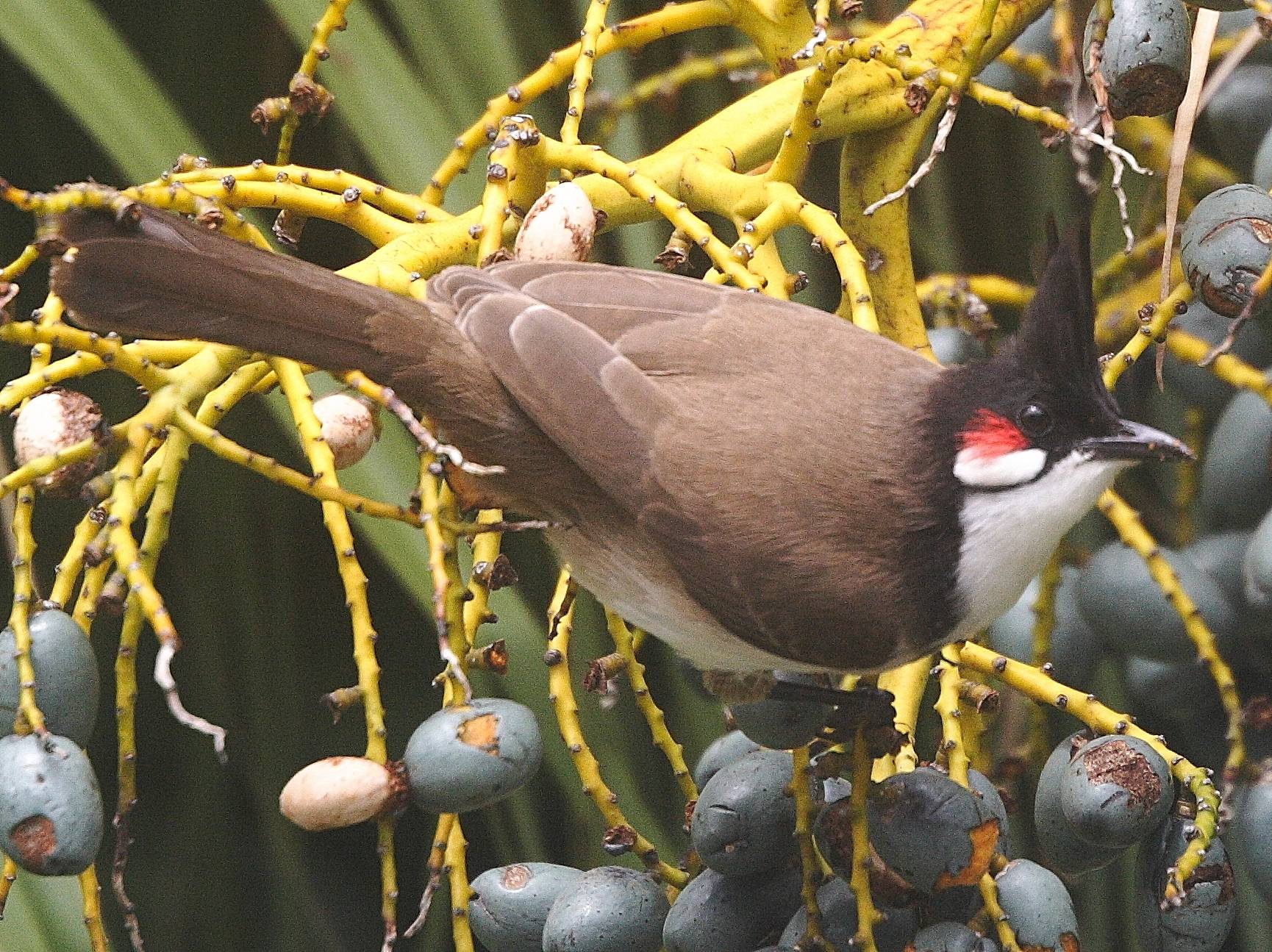 bulbul_orphee_-_pycnonotus_jocosus1md