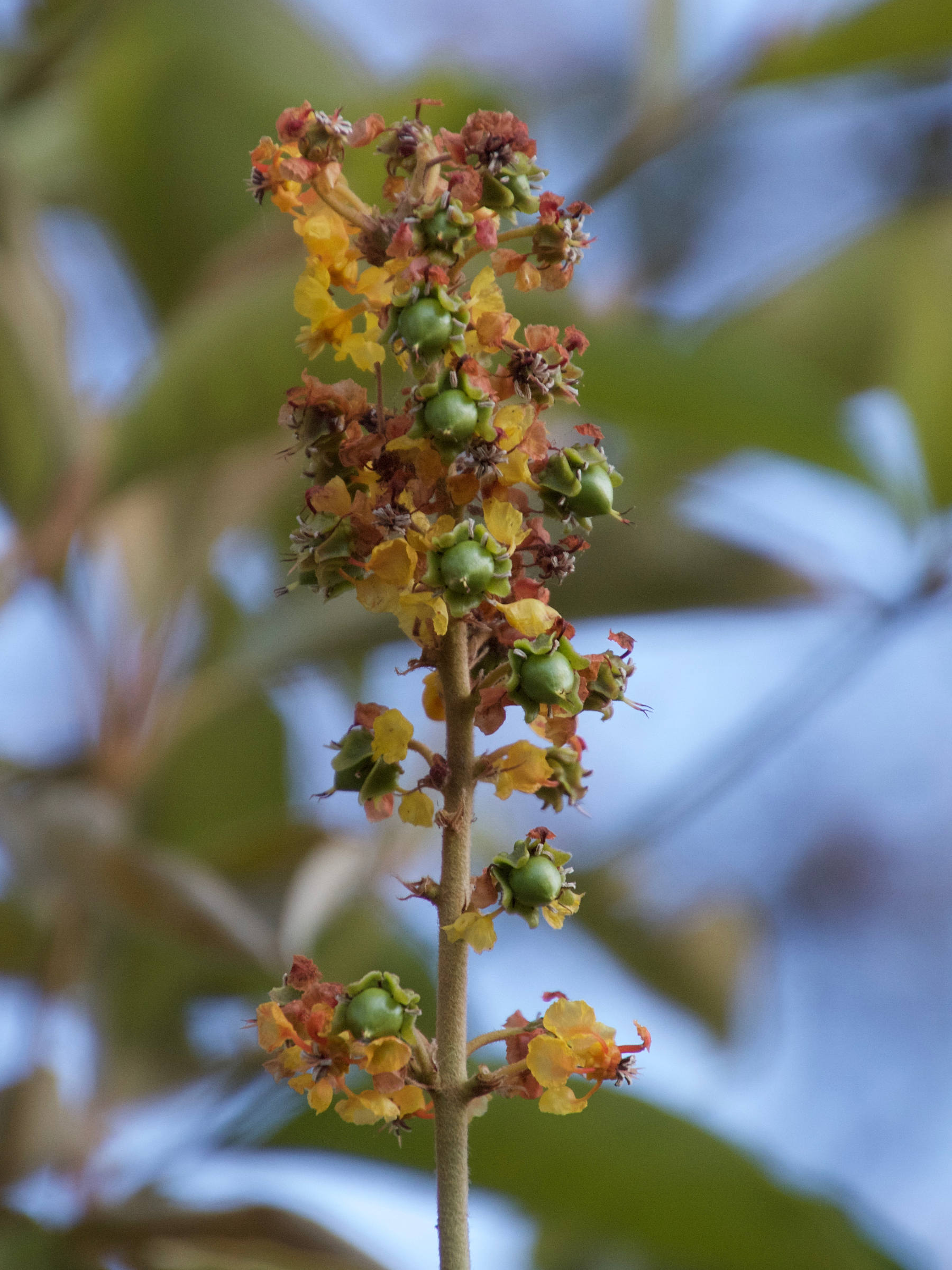 byrsonima_crassifolia3md