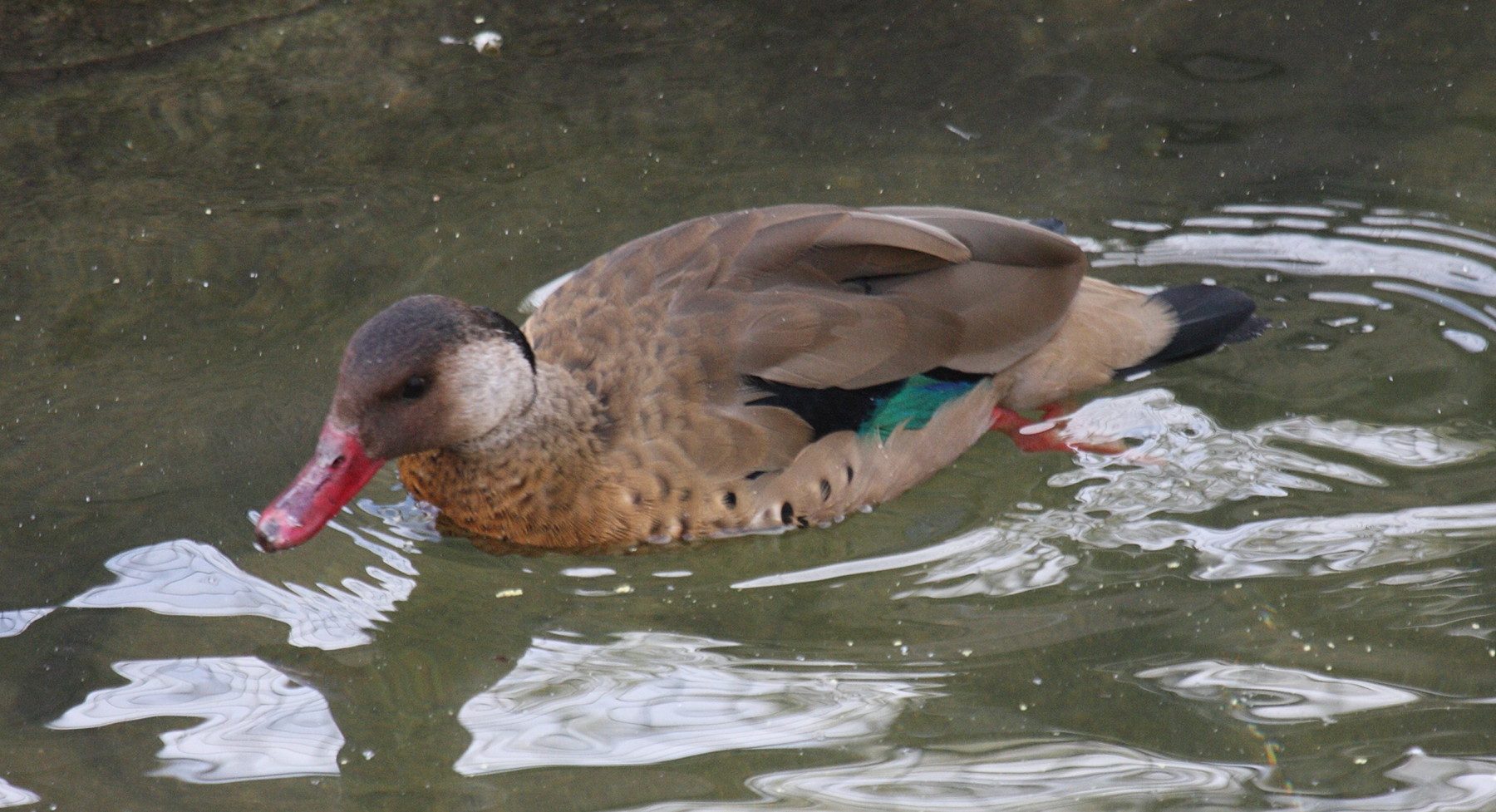 canard_amazonette_-_amazonetta_brasiliensis2bd