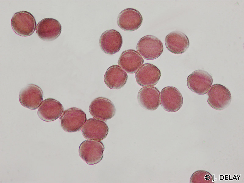 capsella_bursa-pastoris3jd