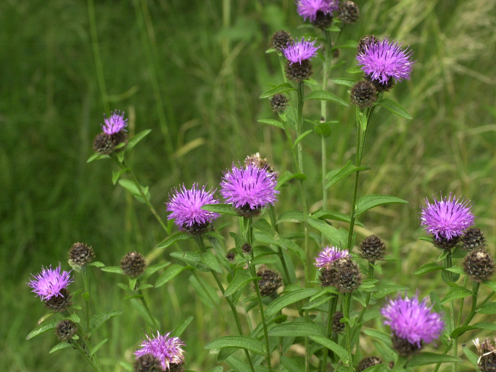 Afficher le média centaurea_jacea_grandiflora2md centaurea_jacea_grandiflora2md