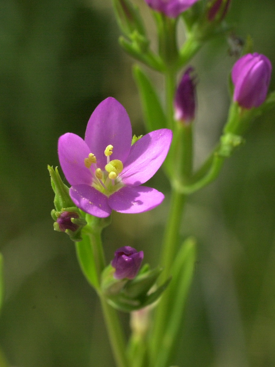 centaurium_littorale2md