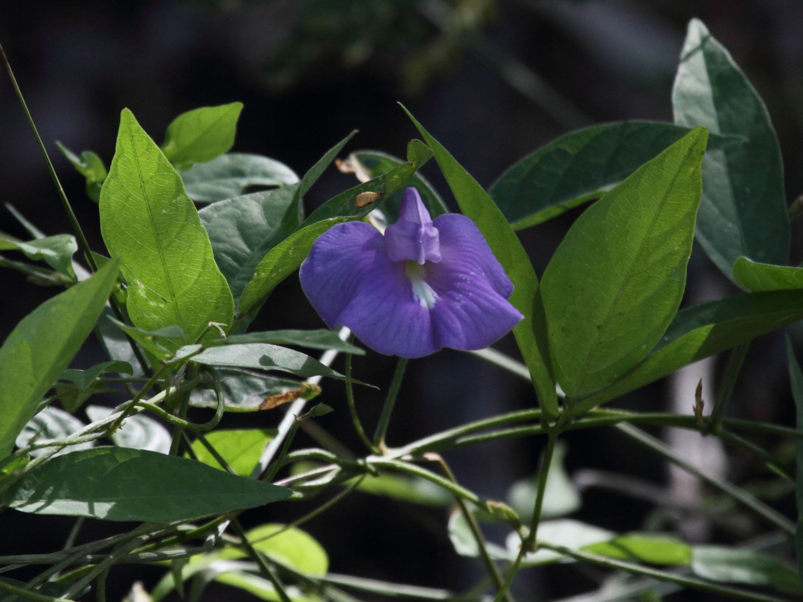 centrosema_virginianum2bd