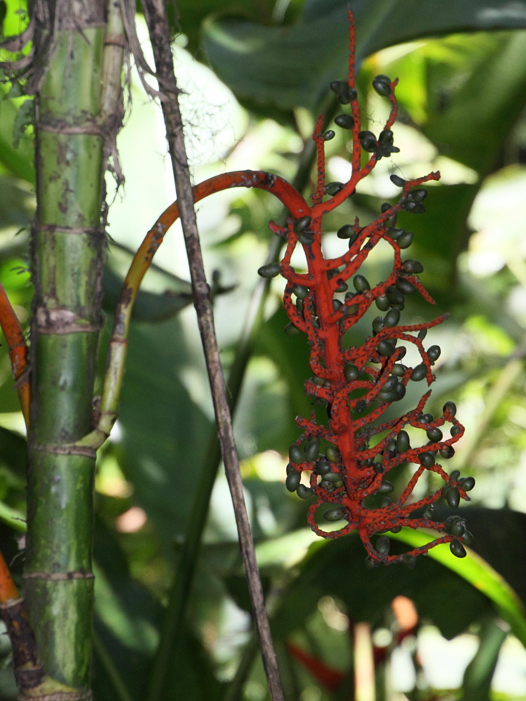 chamaedorea_tepelijote2md