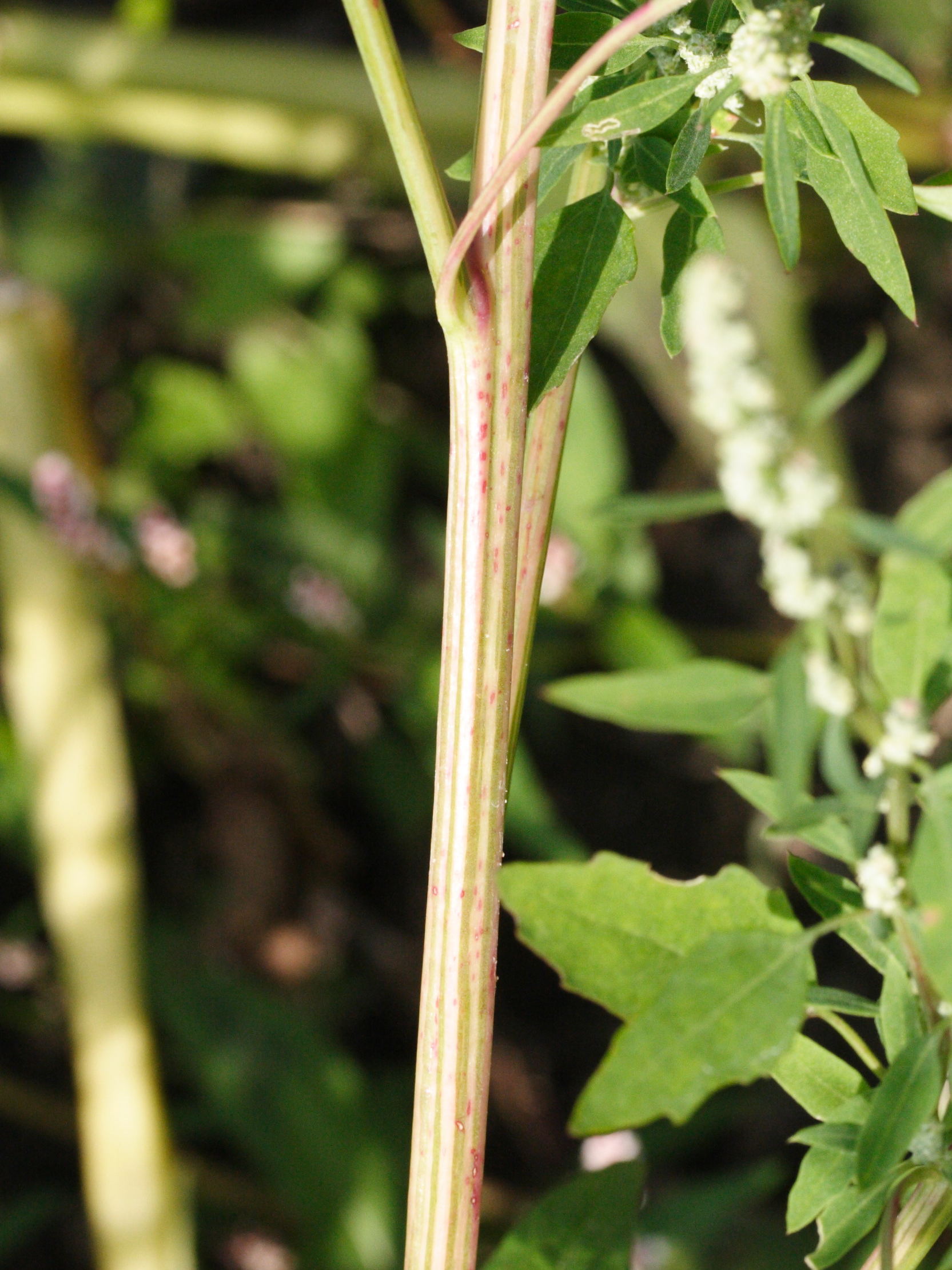 Afficher le média chenopodium_album5md chenopodium_album5md
