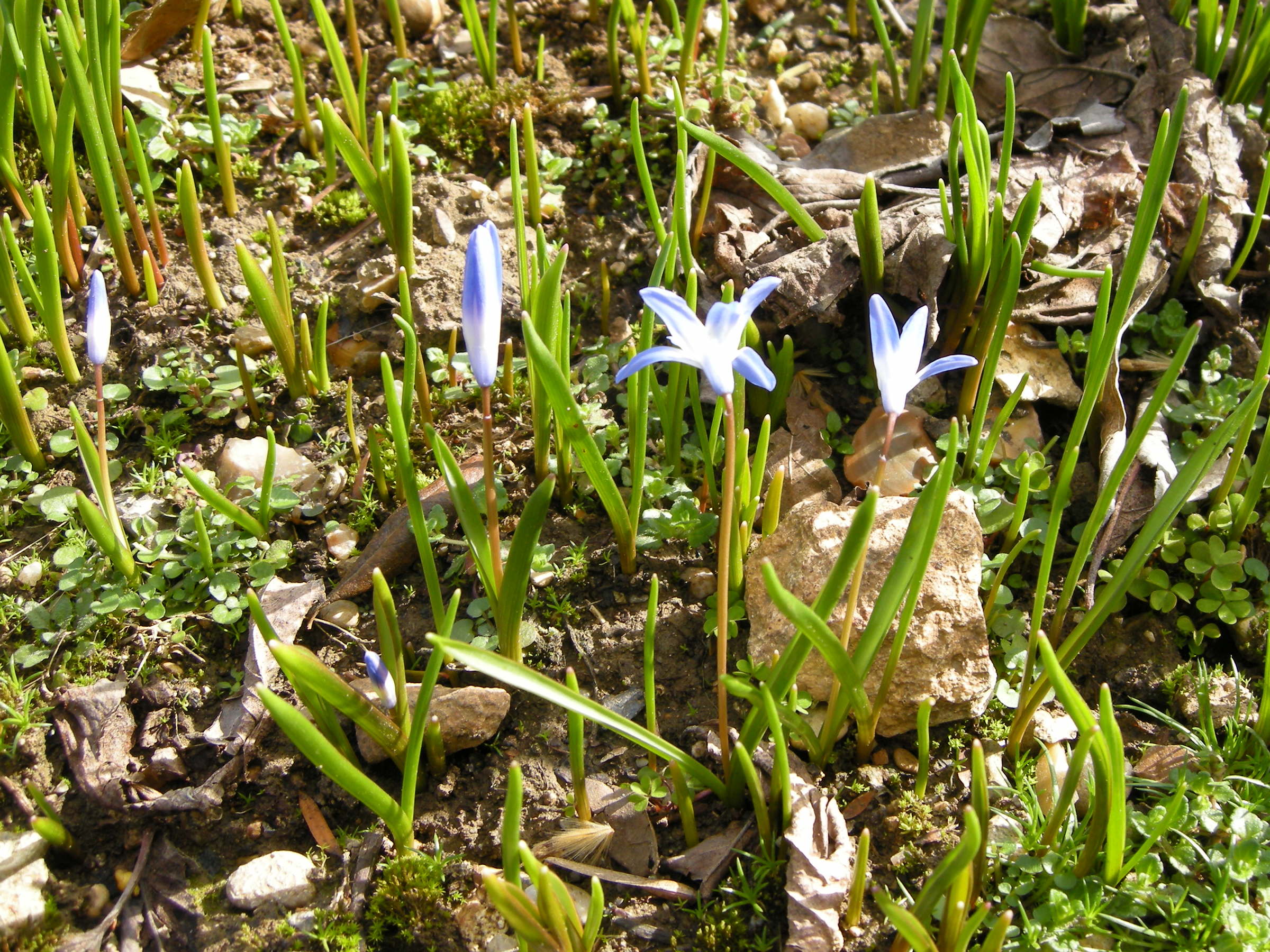Chionodoxa_forbesii