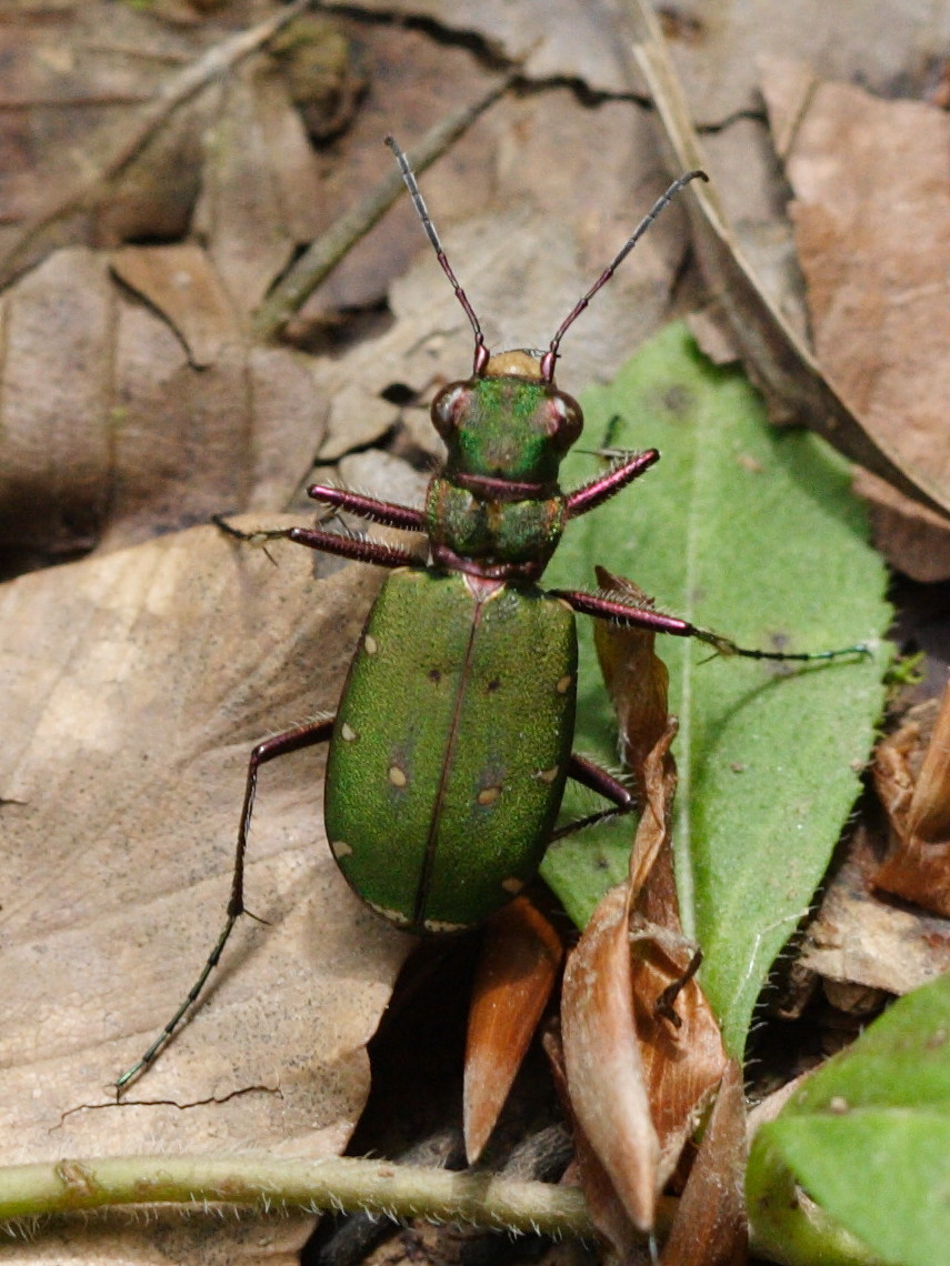 cicindela_campestris4md