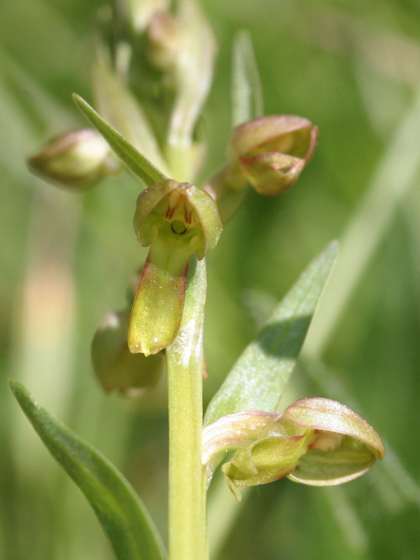 coeloglossum_viride4abd