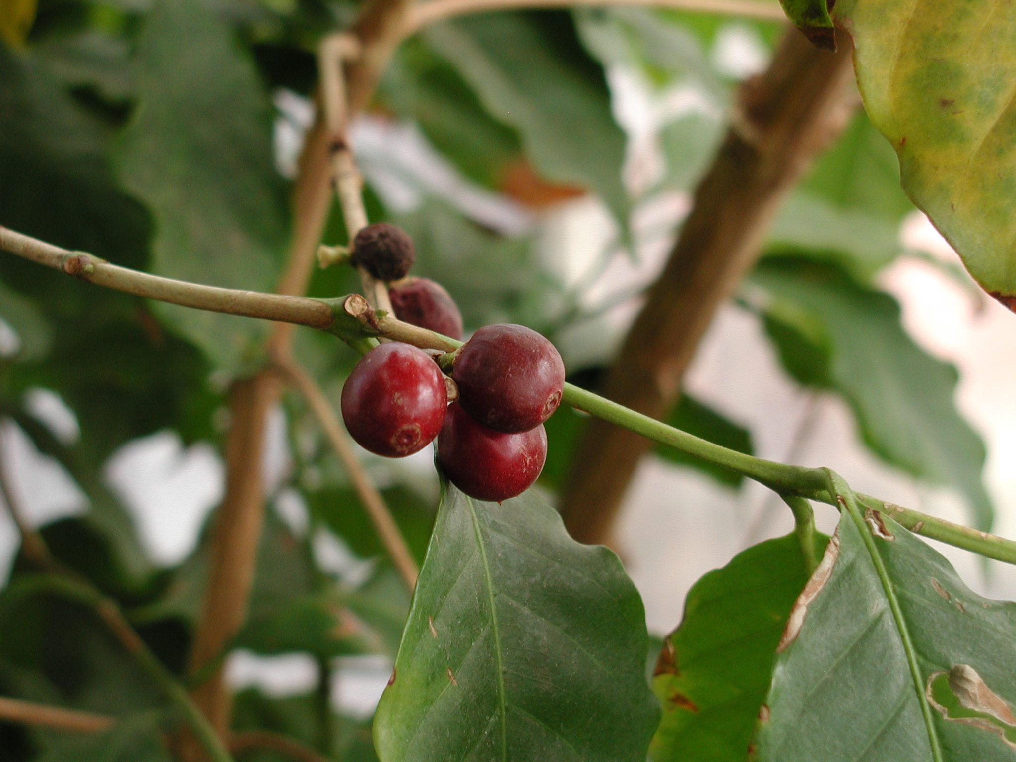 coffea_arabica3md