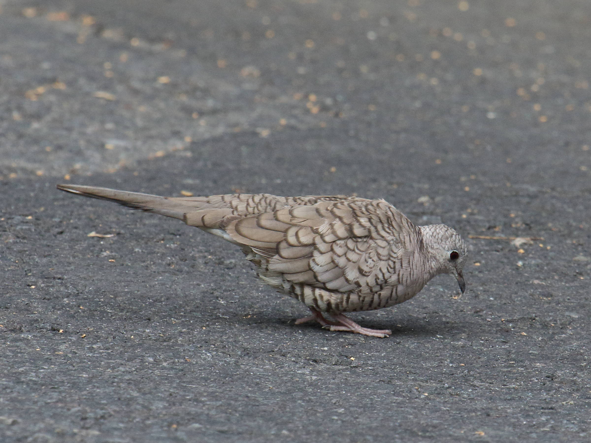 colombe_inca_-_columbina_inca3bd