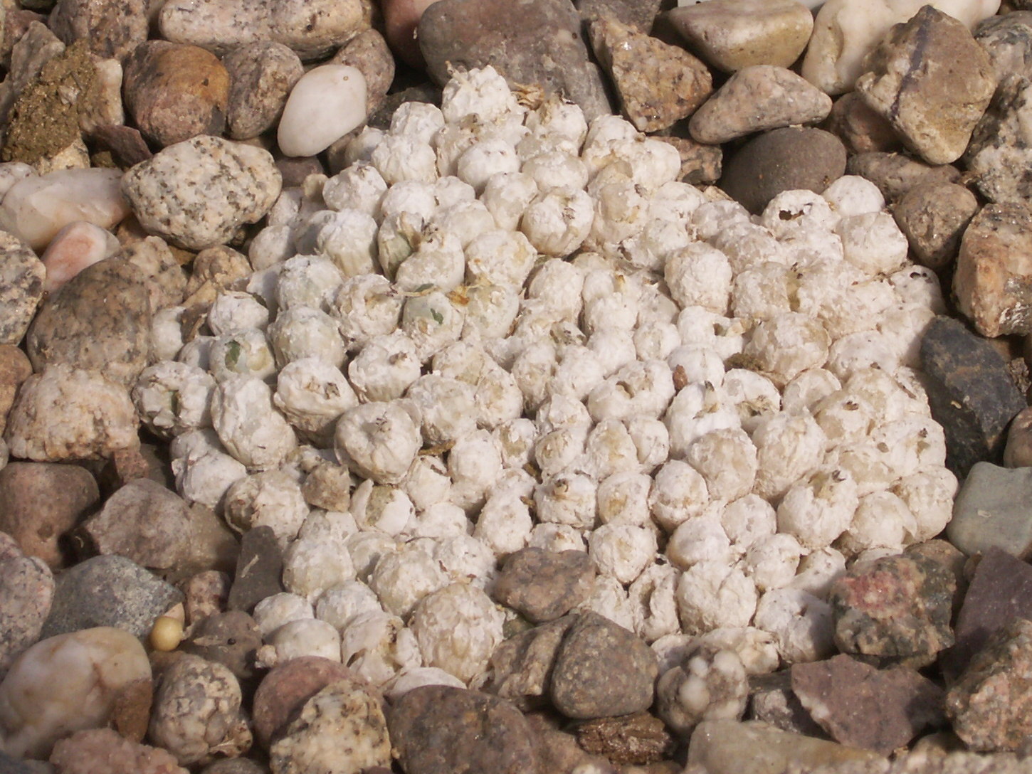 Afficher le média conophytum_ectypum1bd conophytum_ectypum1bd