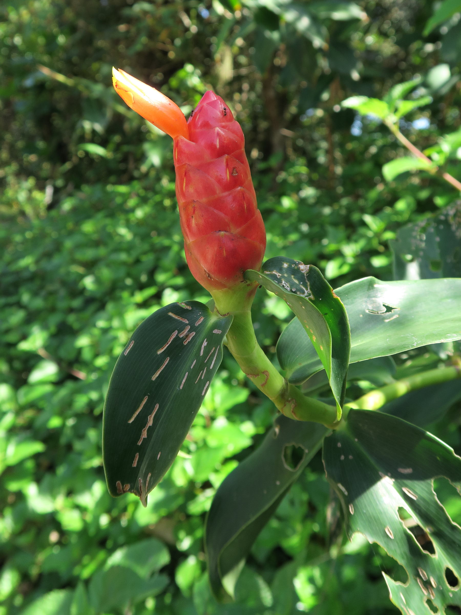 costus_woodsonii1md