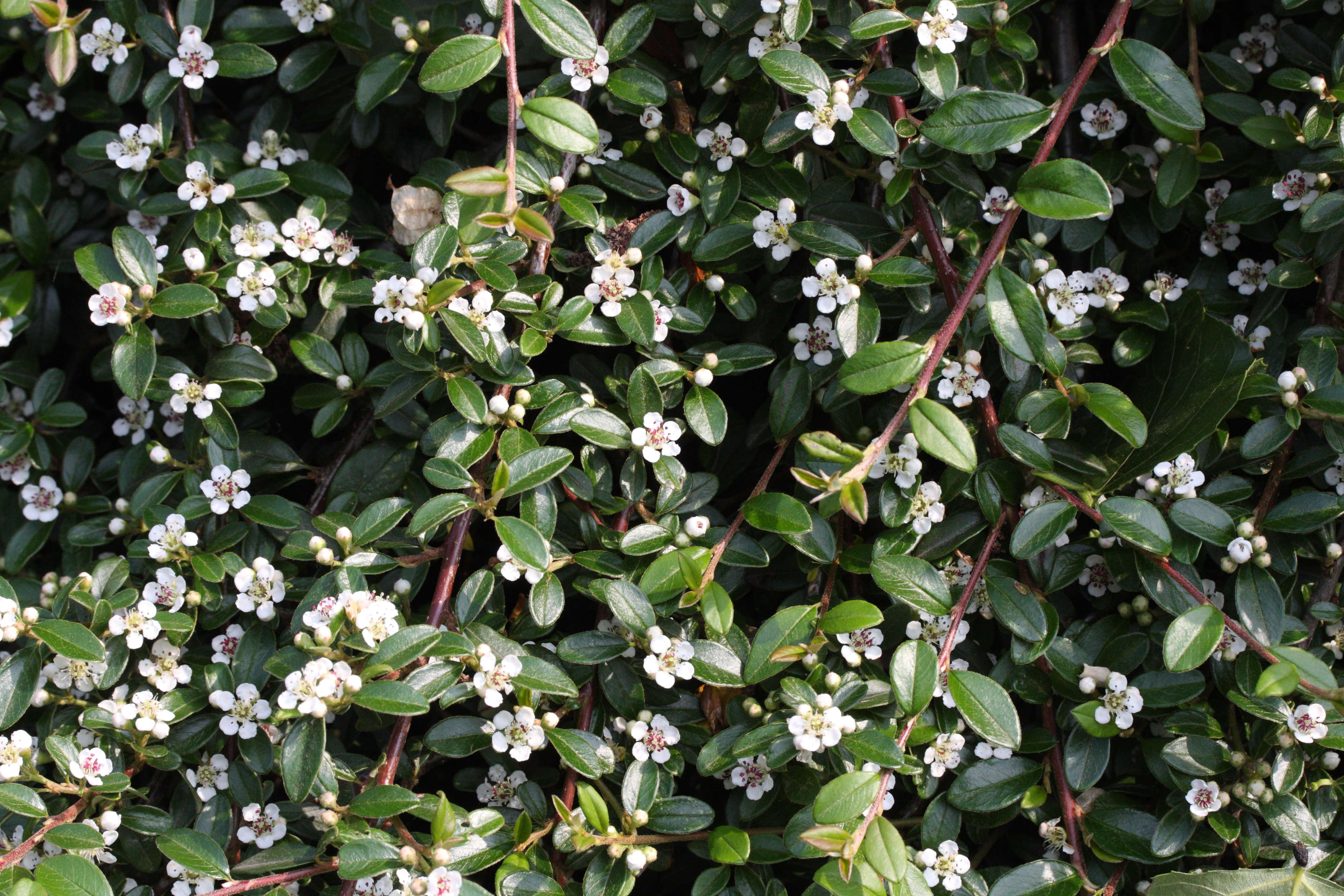 cotoneaster_dammeri2md