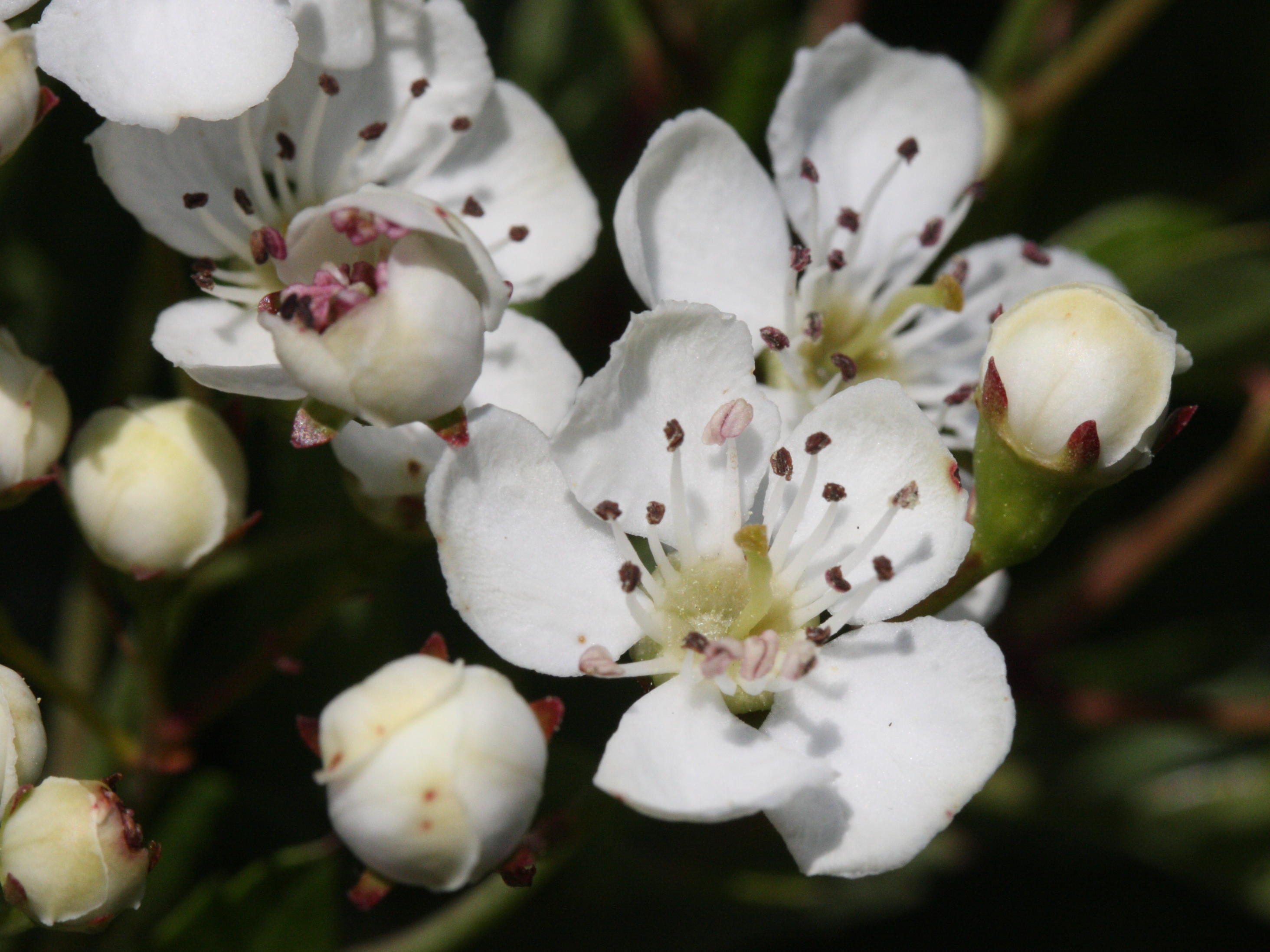 crataegus_monogyna7md