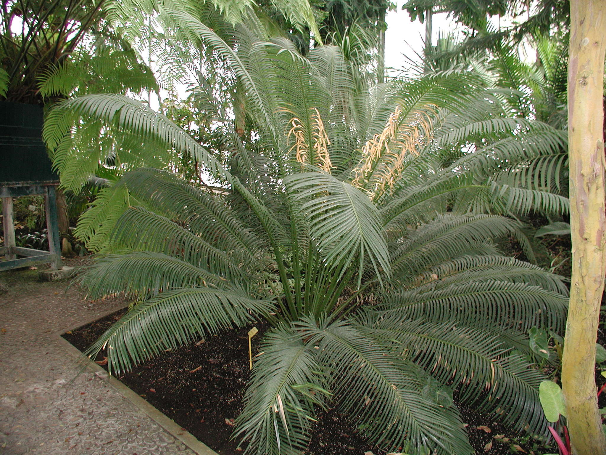 cycas_circinalis1md