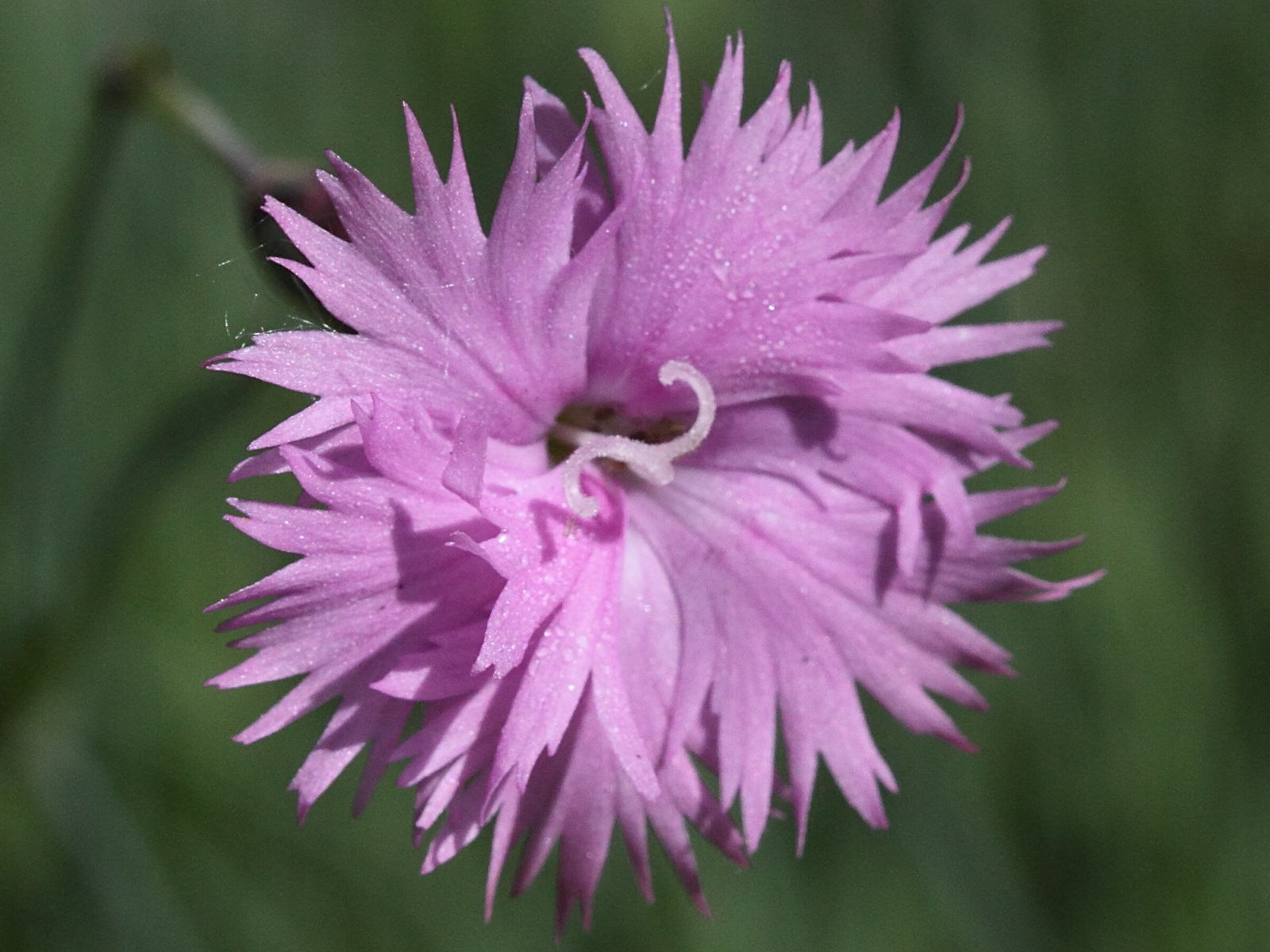 dianthus_turkestanicus2bd