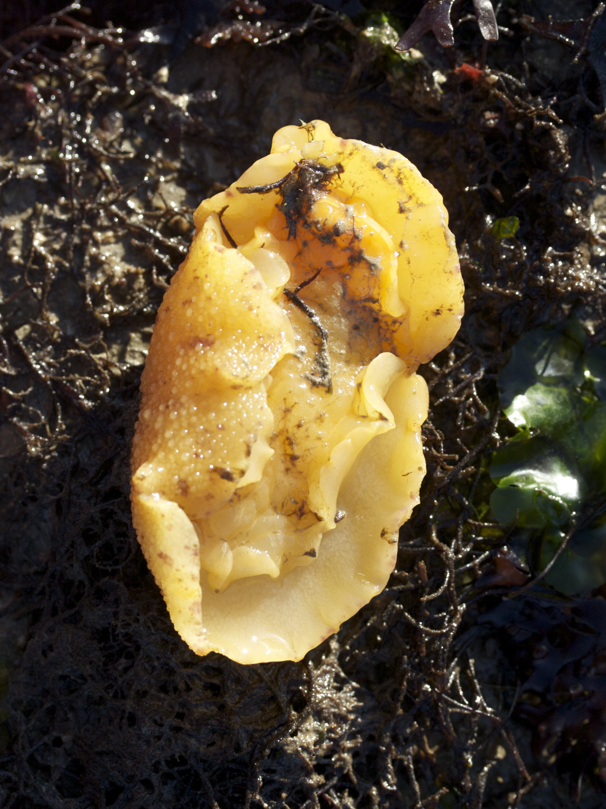 doris_pseudoargus2md