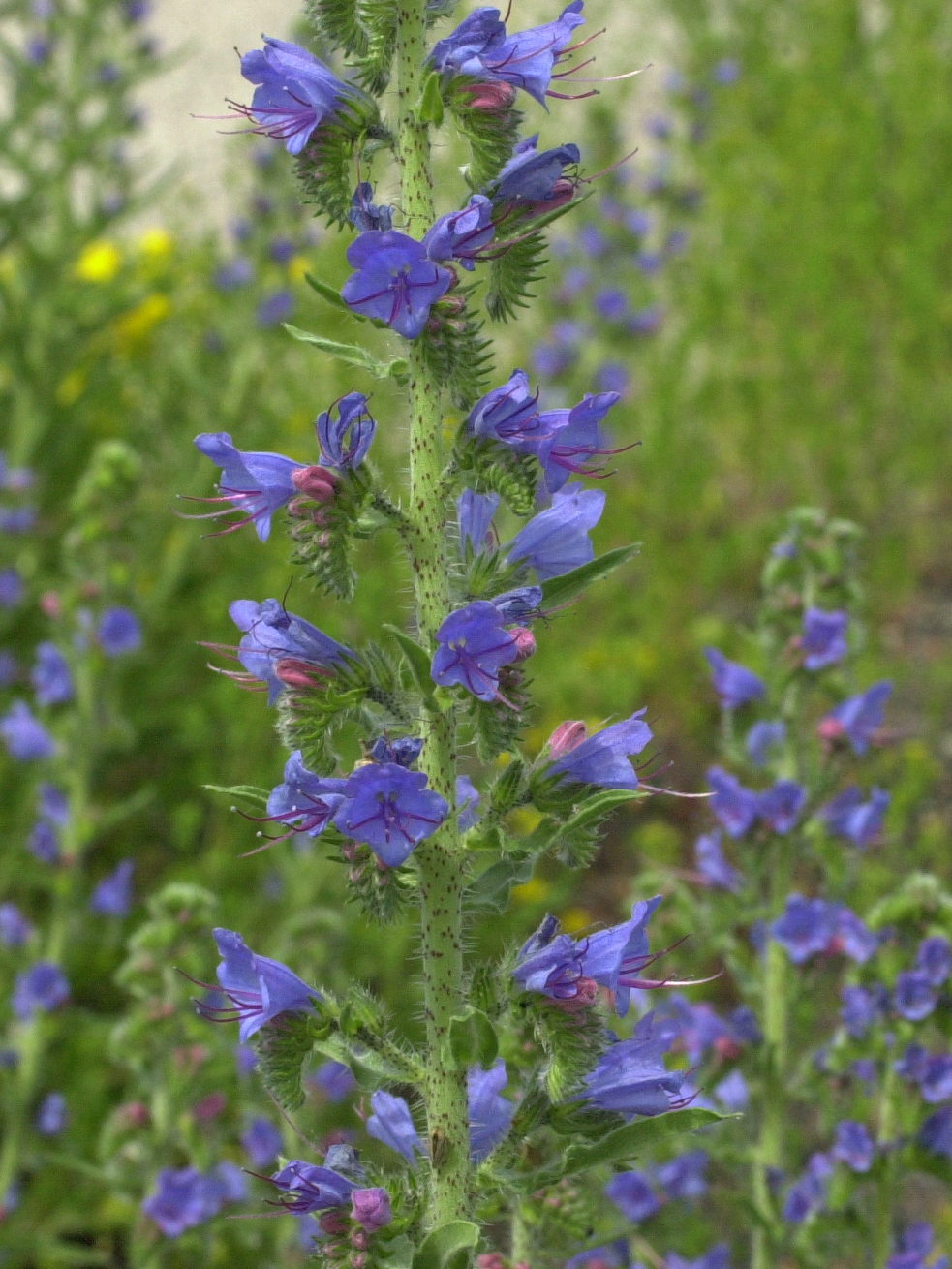 Afficher le média echium_vulgare2md echium_vulgare2md