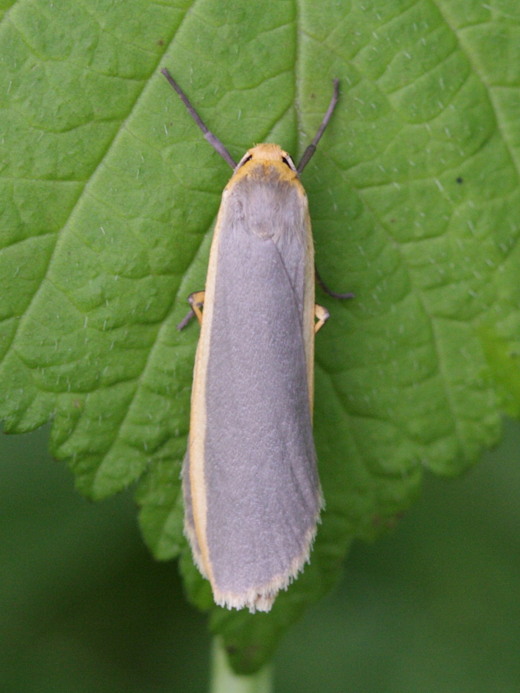 Afficher le média eilema_complana3bd eilema_complana3bd