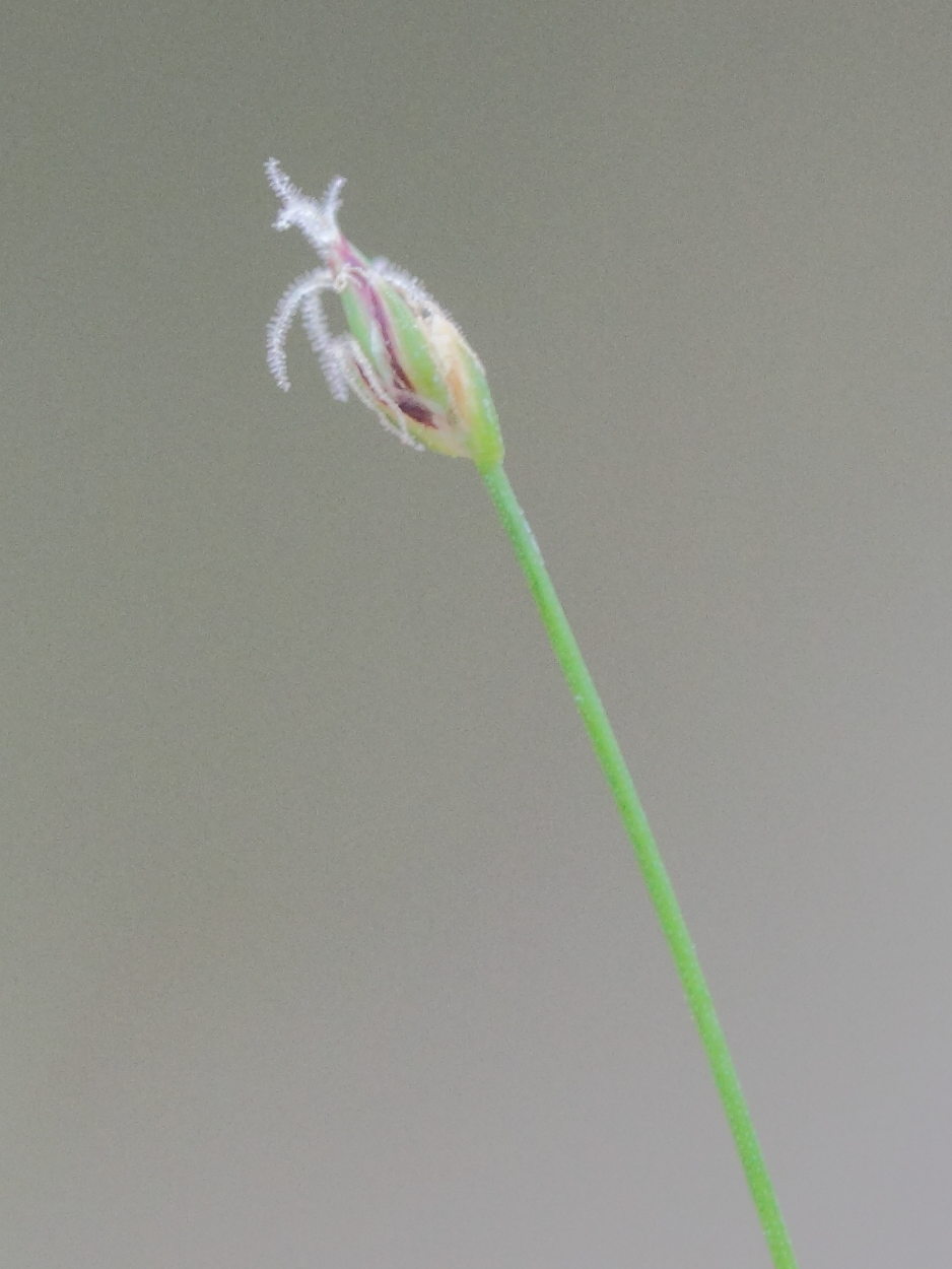 eleocharis_acicularis2md