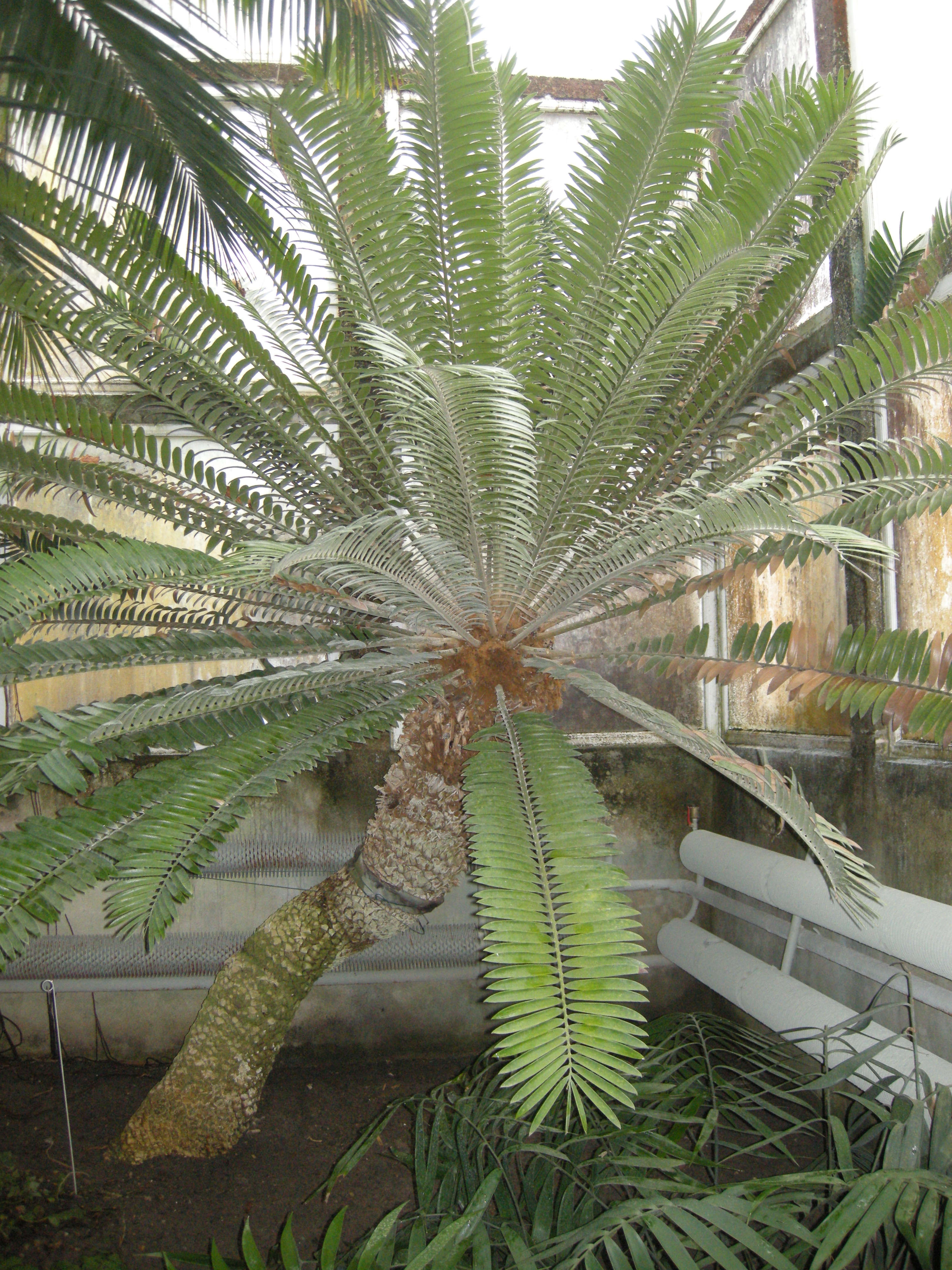 Afficher le média encephalartos_altensteinii1md encephalartos_altensteinii1md