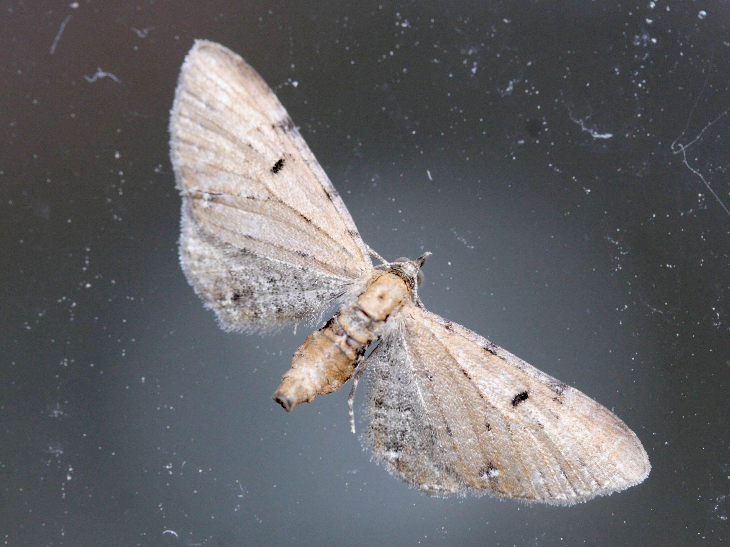 Afficher le média eupithecia_absinthiata1md eupithecia_absinthiata1md