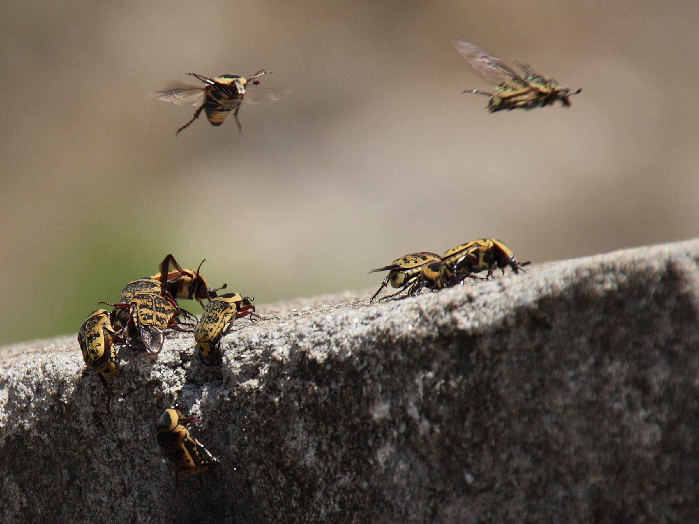 euryomia_argentea1md