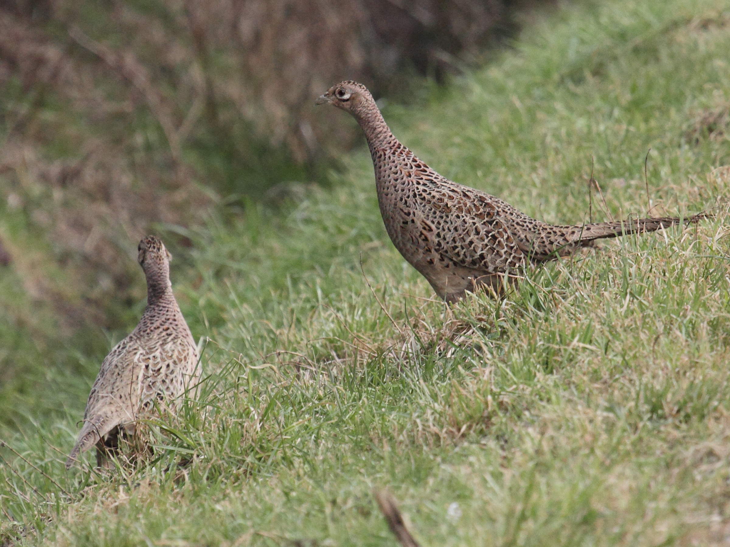 faisan_de_colchide_-_phasianus_colchicus7md