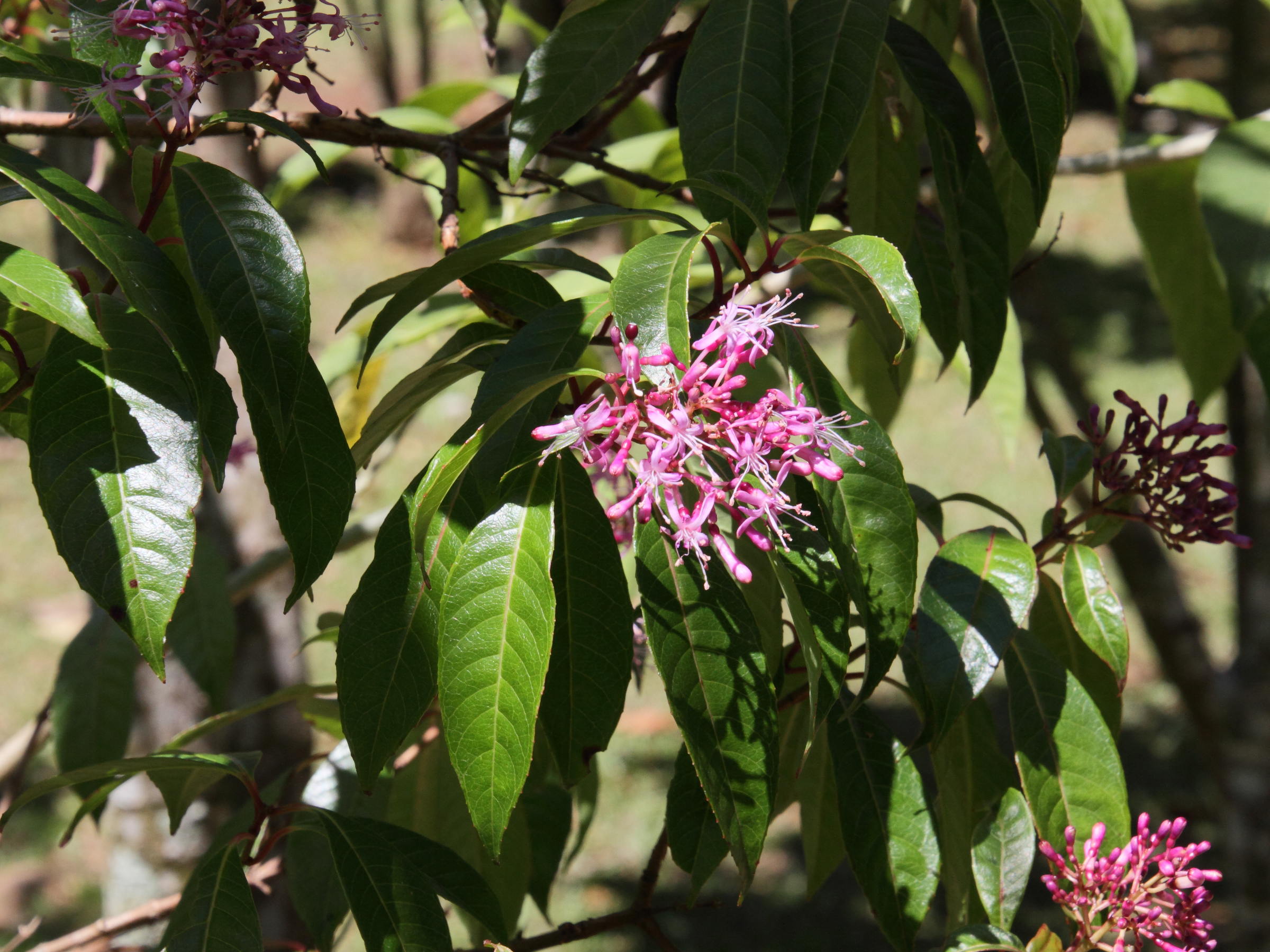 Afficher le média fuchsia_arborescens2md fuchsia_arborescens2md