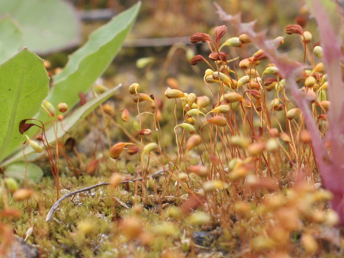 funaria_hygrometrica1md