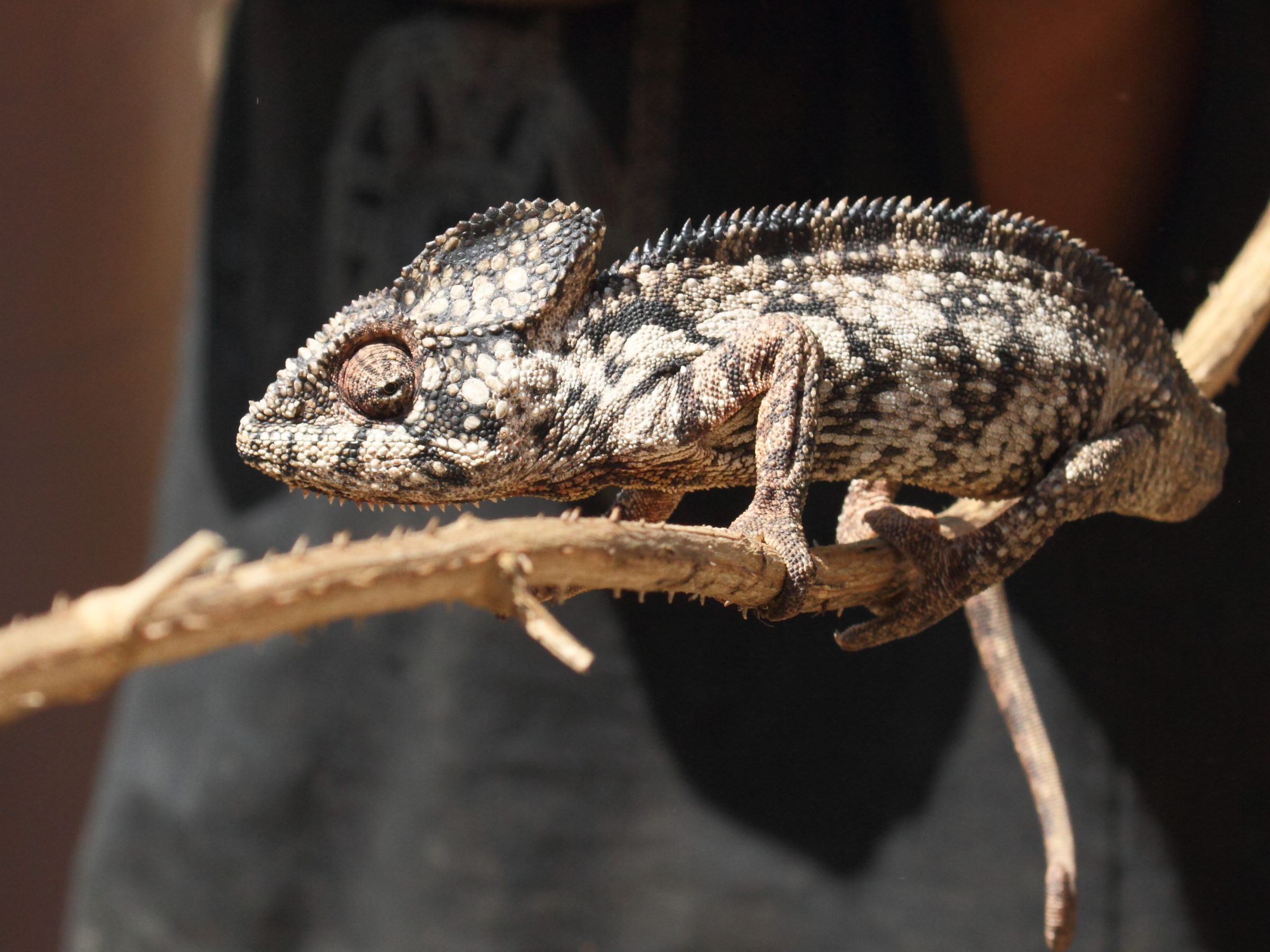furcifer_verrucosus5bd