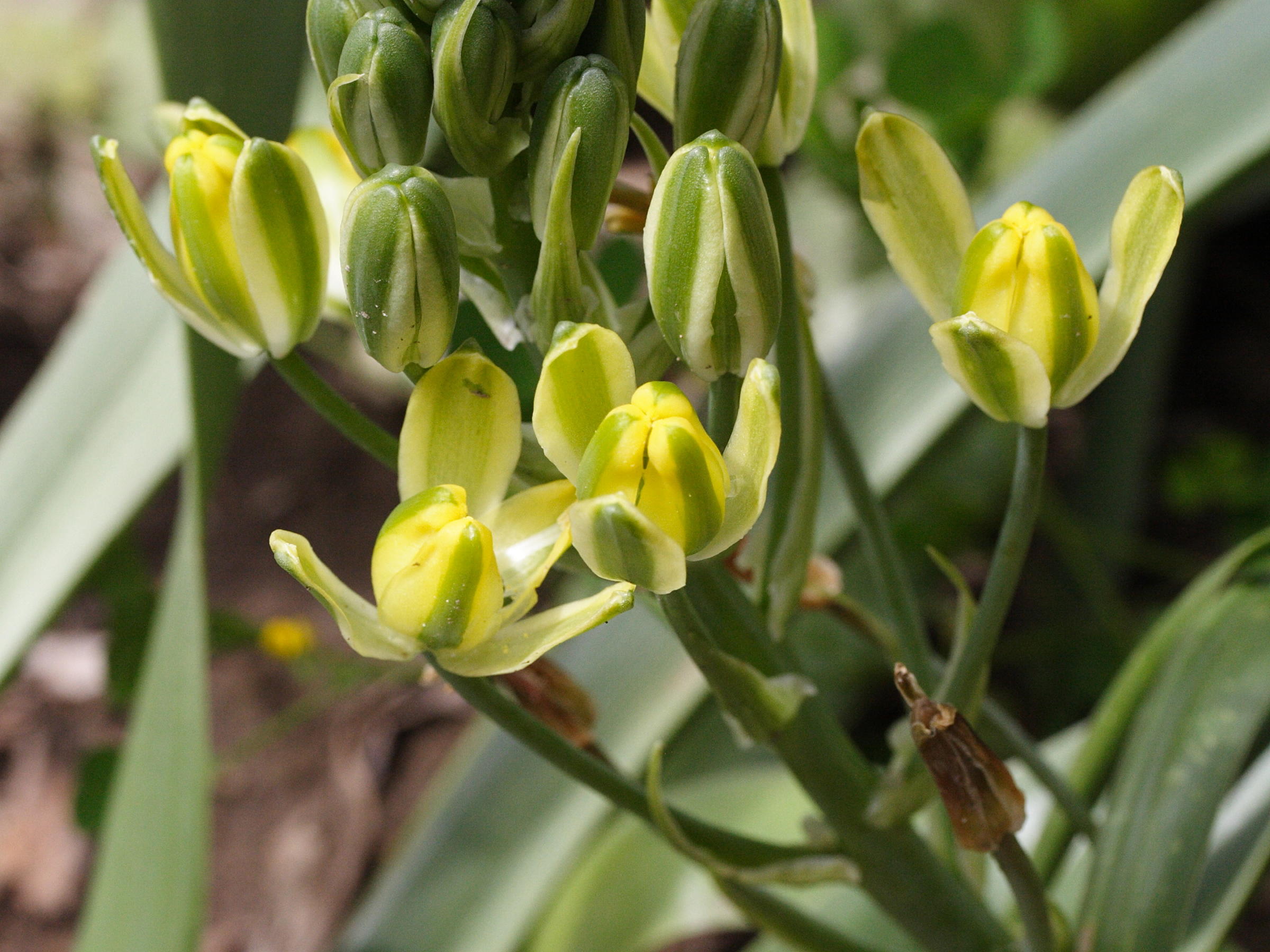 galtonia_viridiflora2md