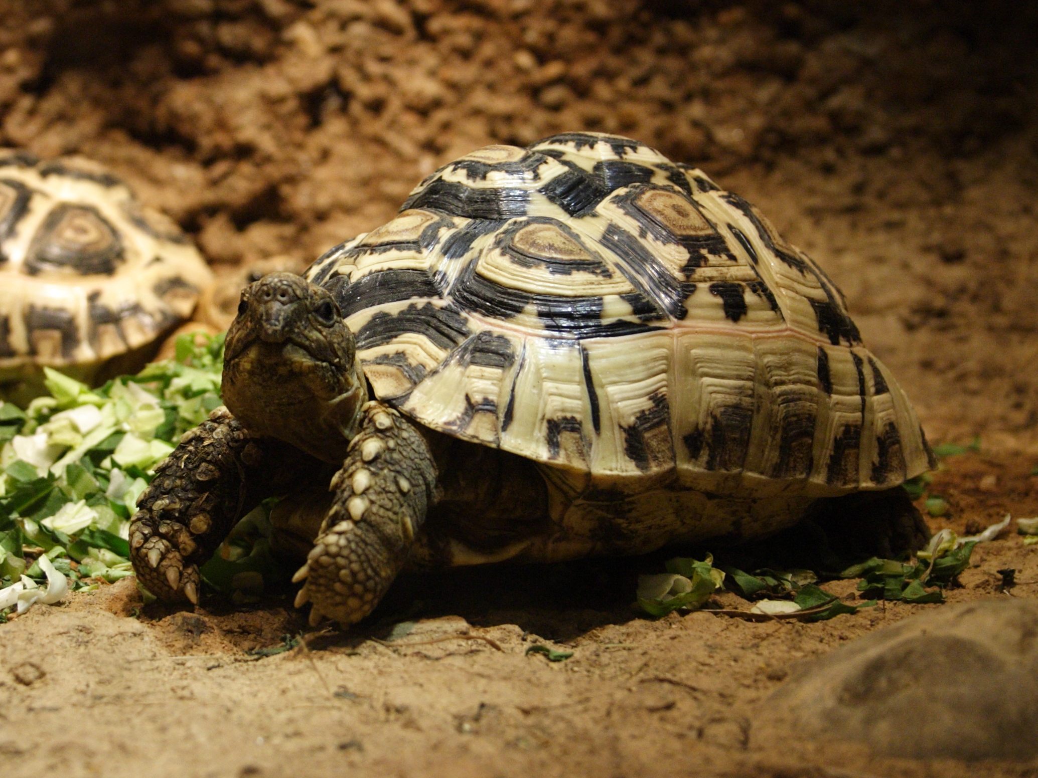 geochelone_pardalis6sd