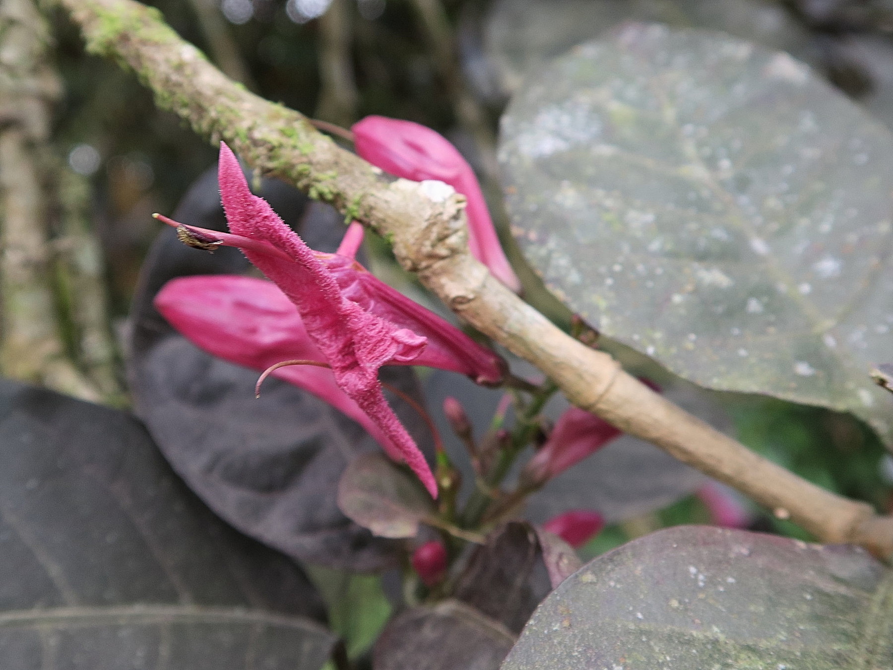 graptophyllum_pictum2mdmd