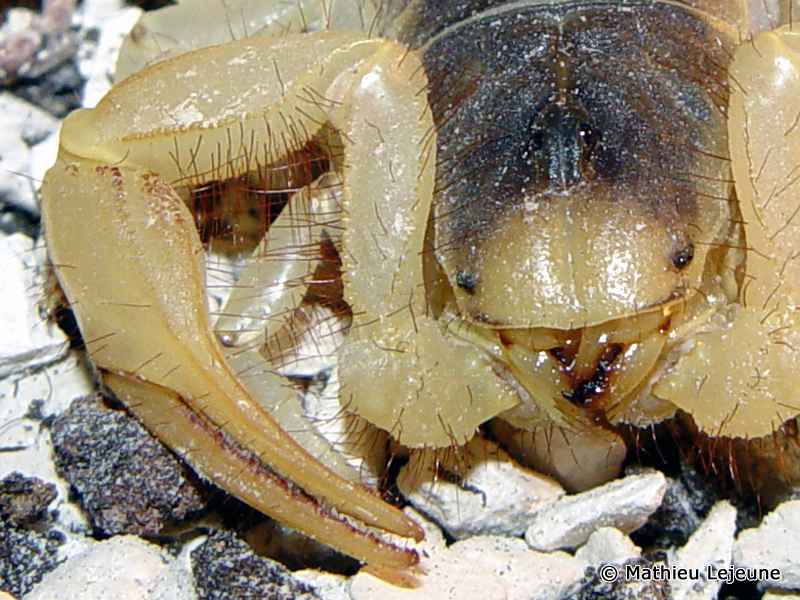 hadrurus_arizonensis4ml