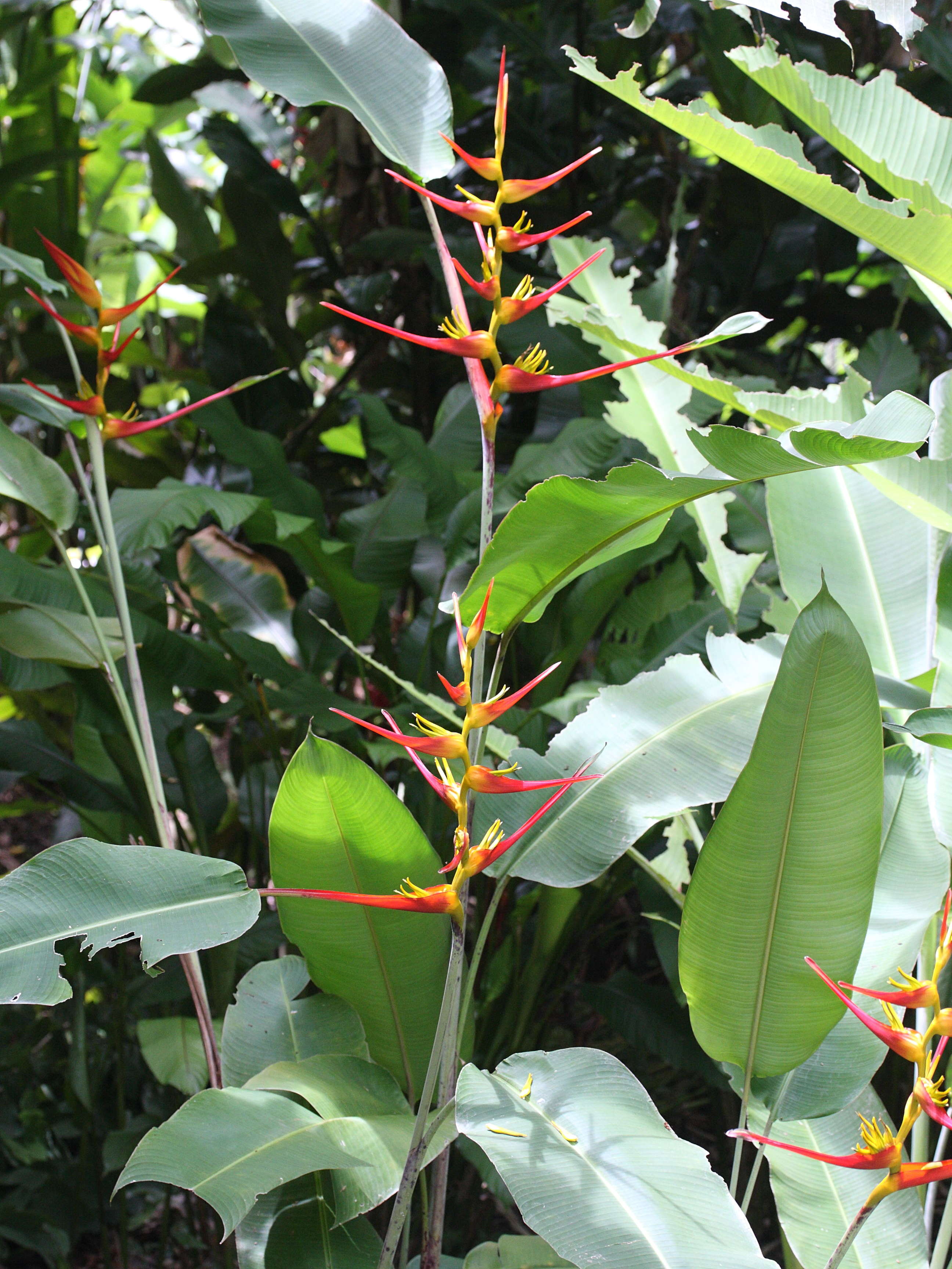 heliconia_farinosa1md