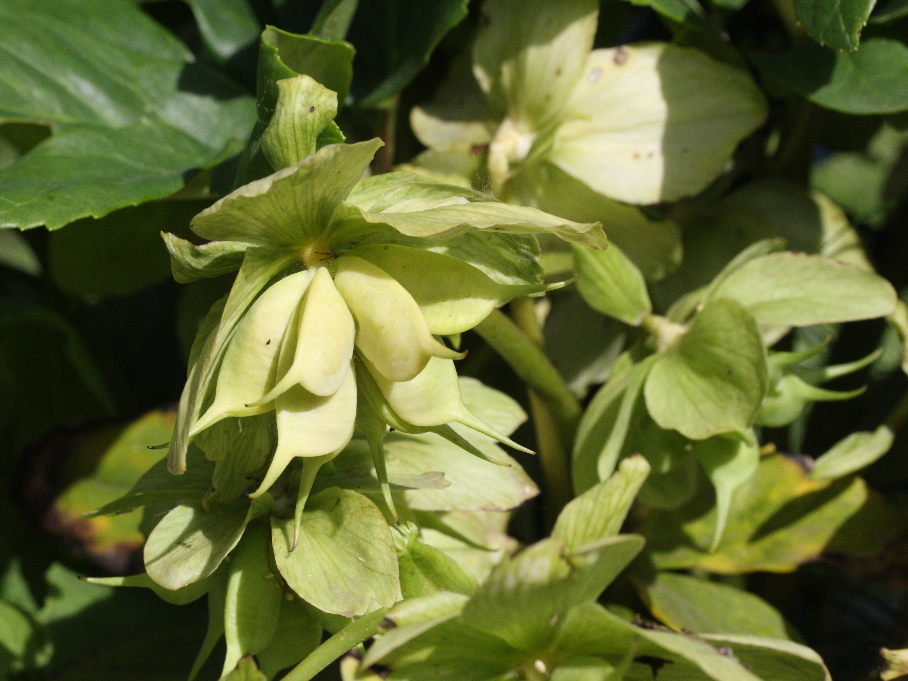 Afficher le média helleborus_niger1md helleborus_niger1md