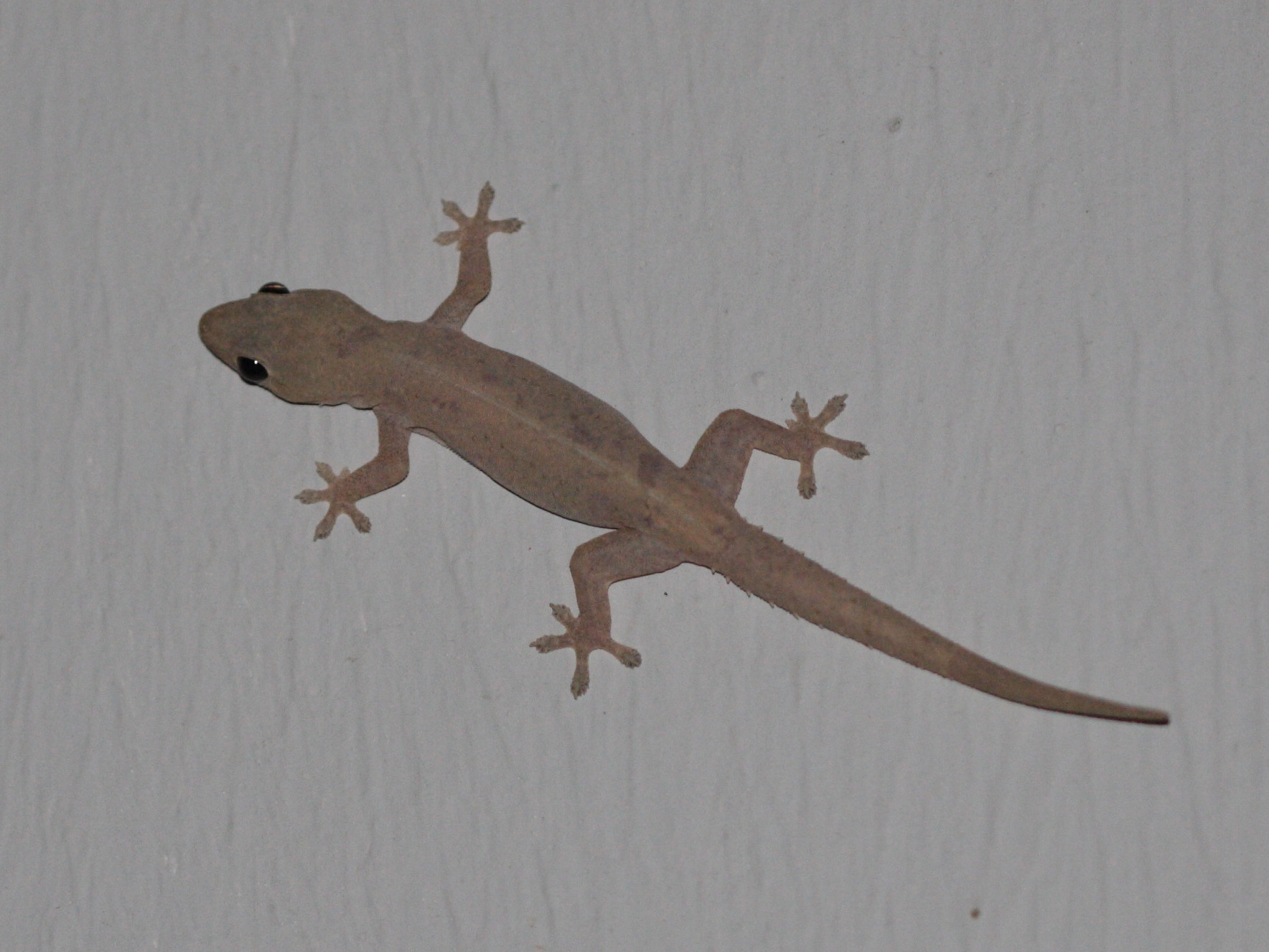 Afficher le média hemidactylus_frenatus3bd hemidactylus_frenatus3bd