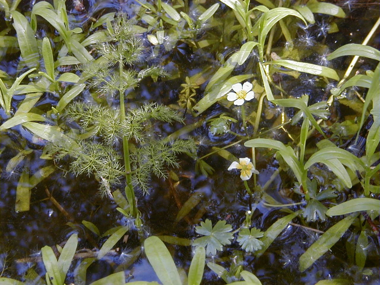 Afficher le média hottonia_palustris3md hottonia_palustris3md